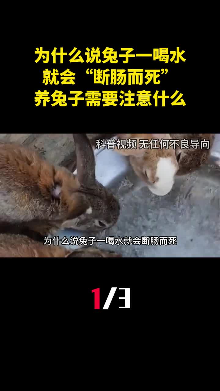为什么说兔子一喝水就会断肠而死养兔子需要注意什么1