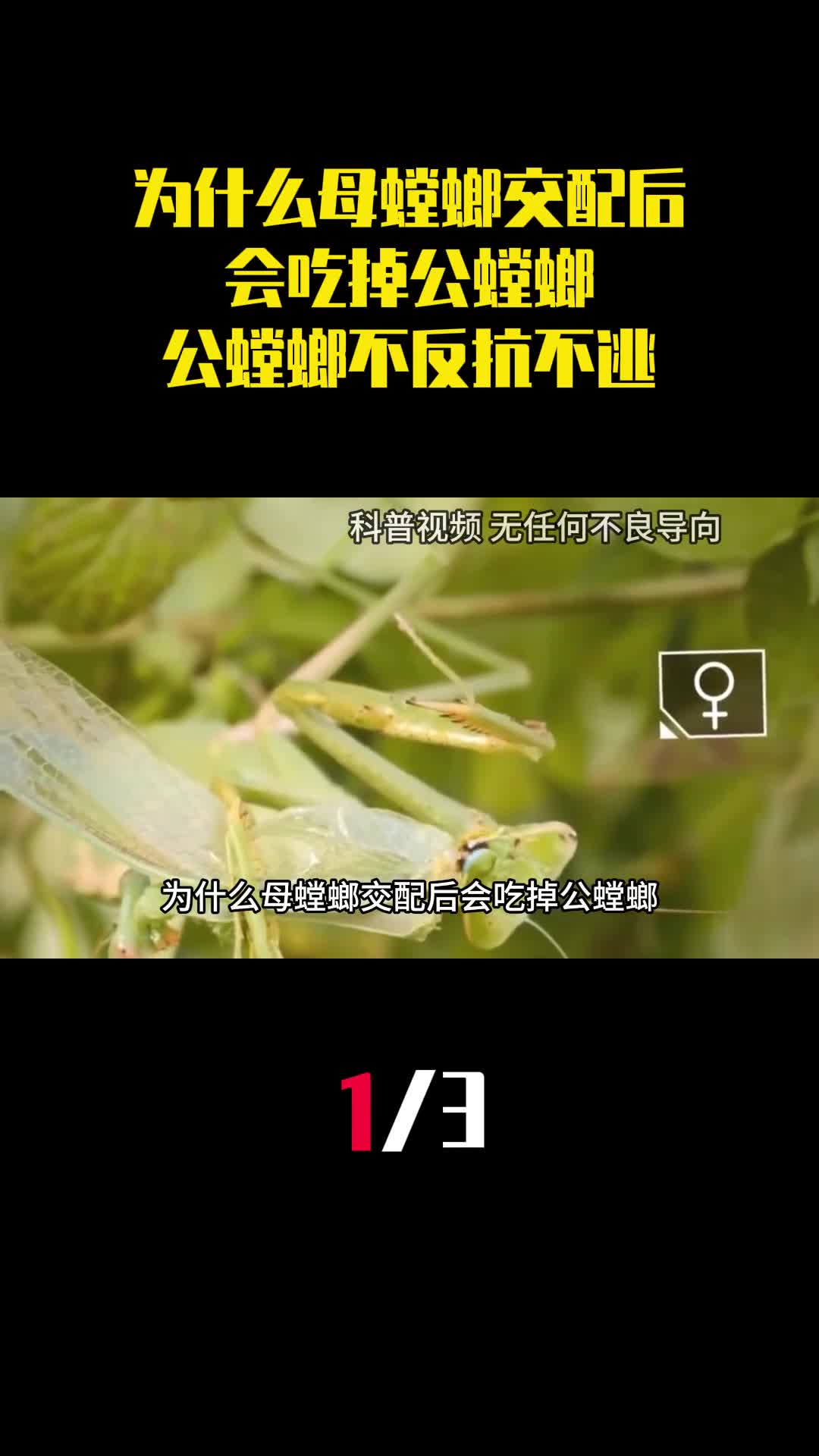 为什么母螳螂交配后会吃掉公螳螂而公螳螂不反抗也不逃走1