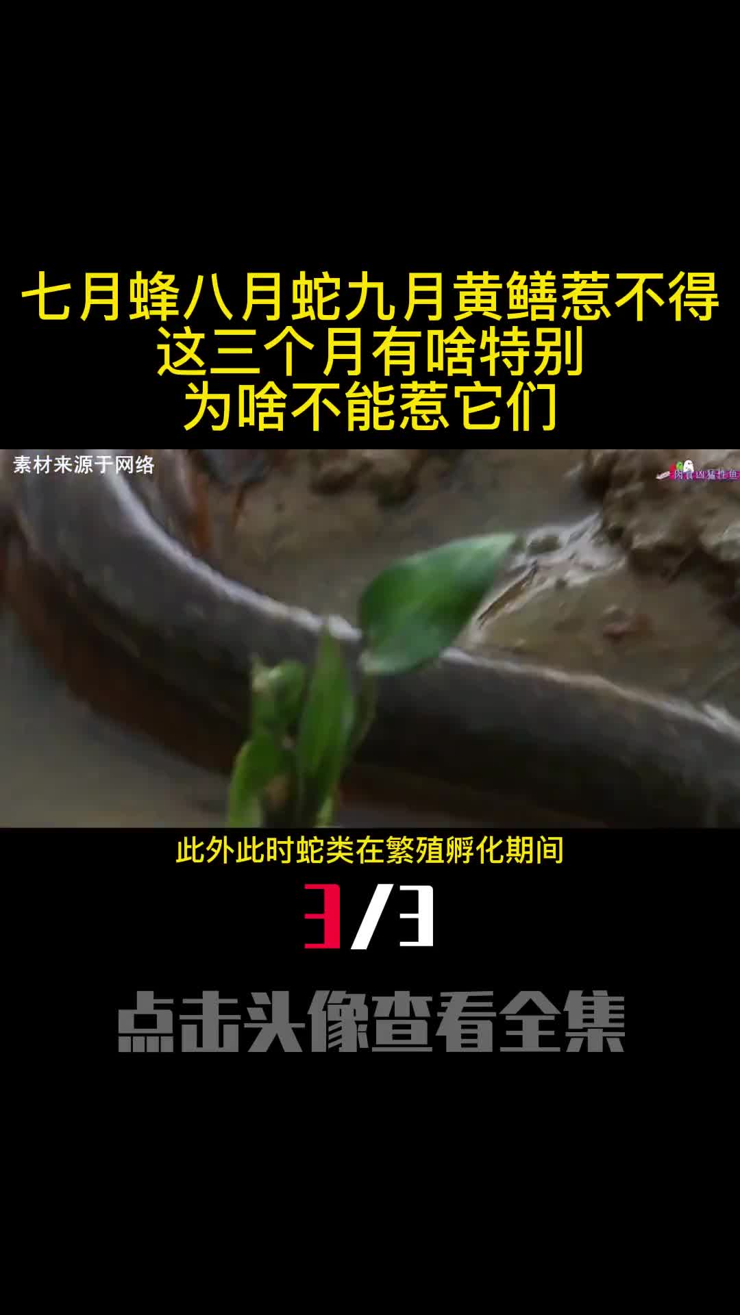 七月蜂八月蛇九月黄鳝惹不得这三个月有啥特别为啥不能惹它们3