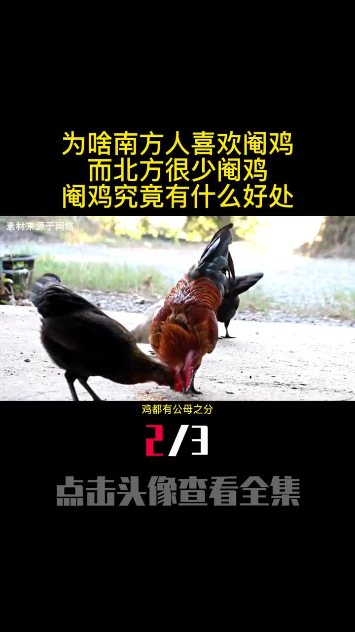 为啥南方人喜欢阉鸡而北方很少阉鸡阉鸡究竟有什么好处2