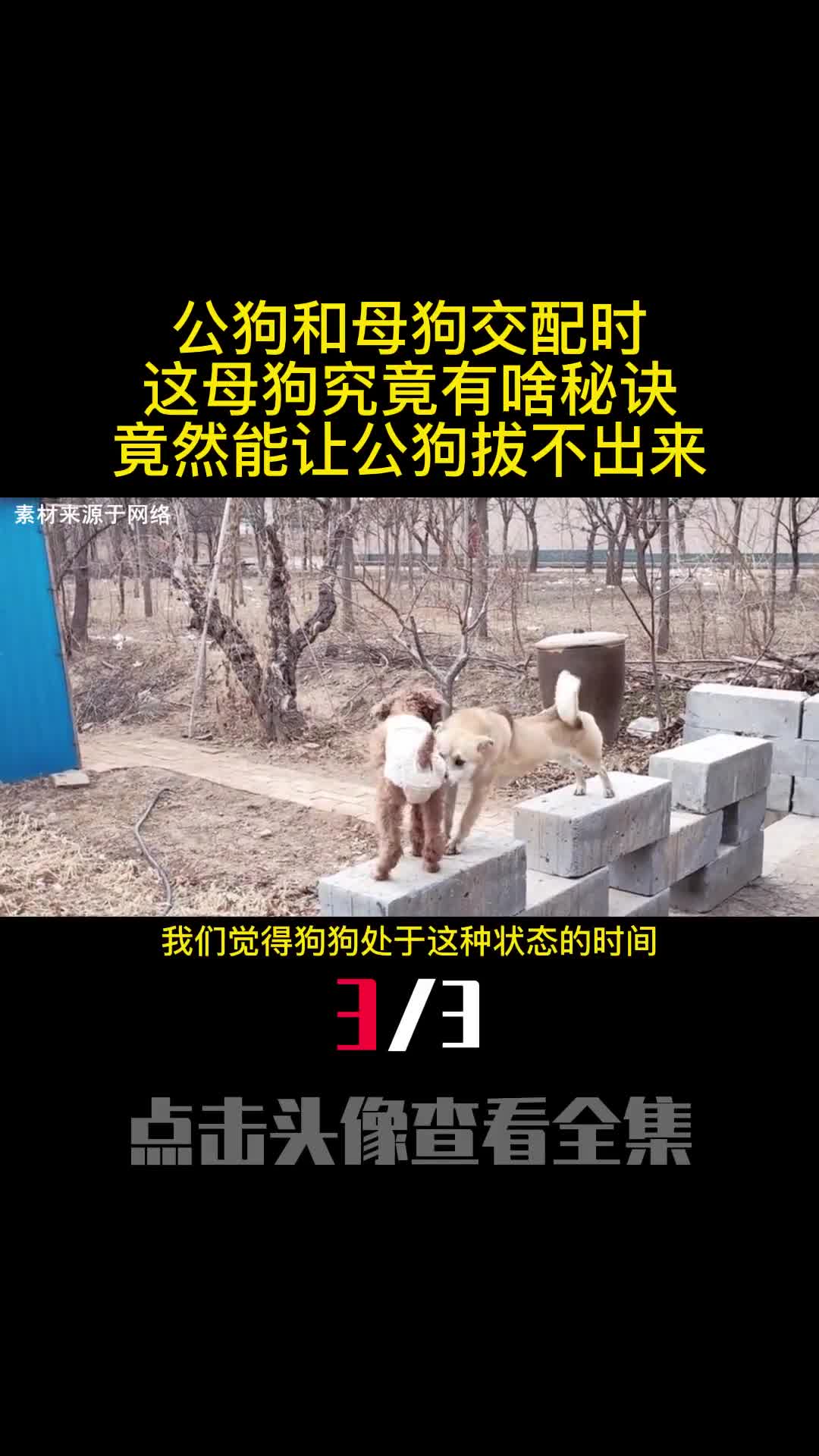 公狗和母狗交配时这母狗究竟有啥秘诀竟然能让公狗拔不出来3