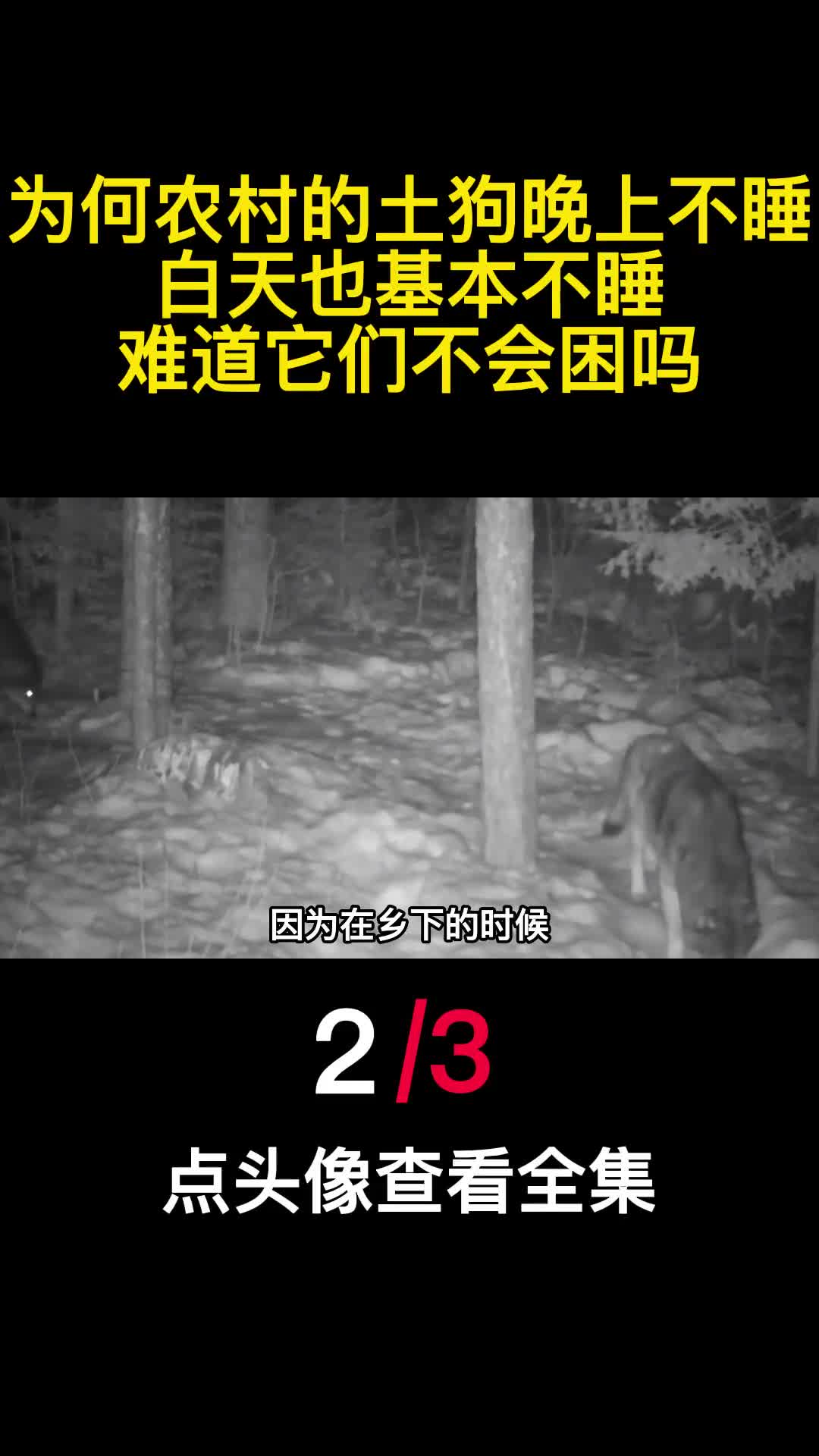 为何农村的土狗晚上不睡白天也基本不睡难道它们不会困吗2