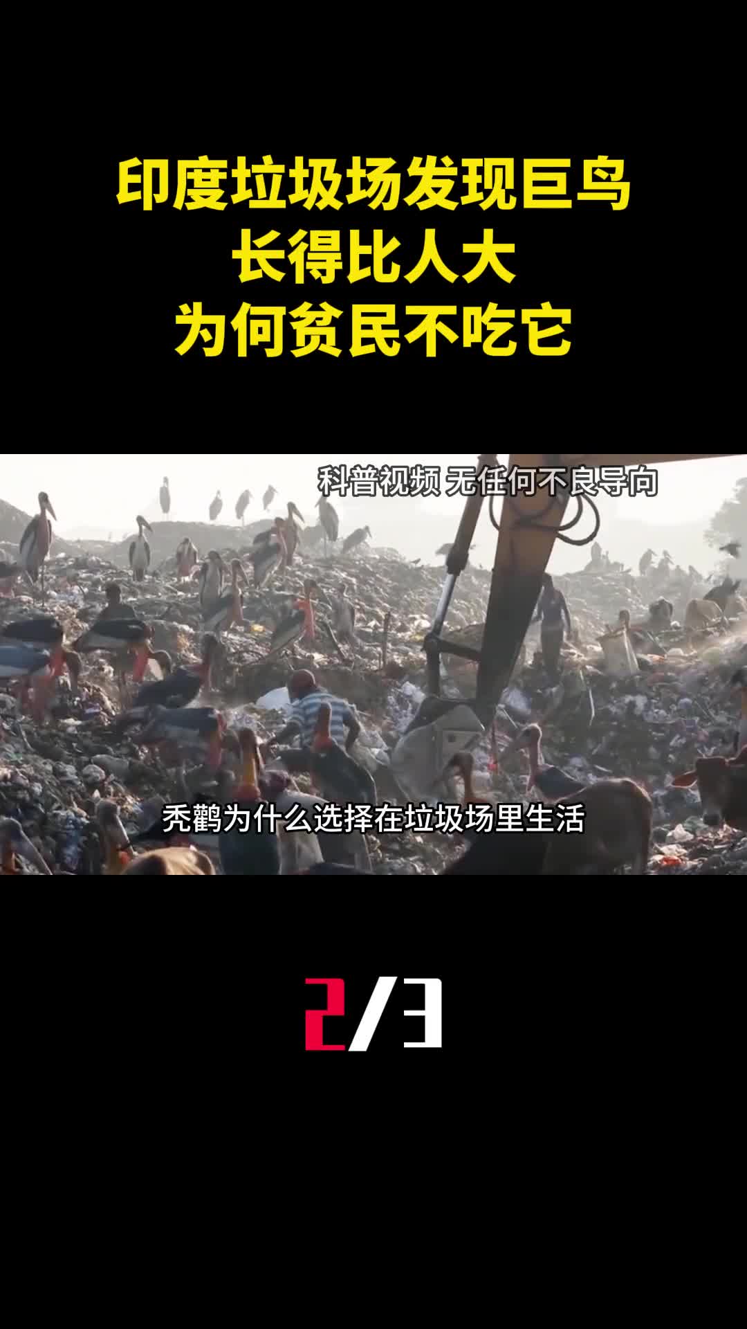 印度垃圾场发现巨鸟长得比人大为何贫民宁愿捡垃圾也不吃它2