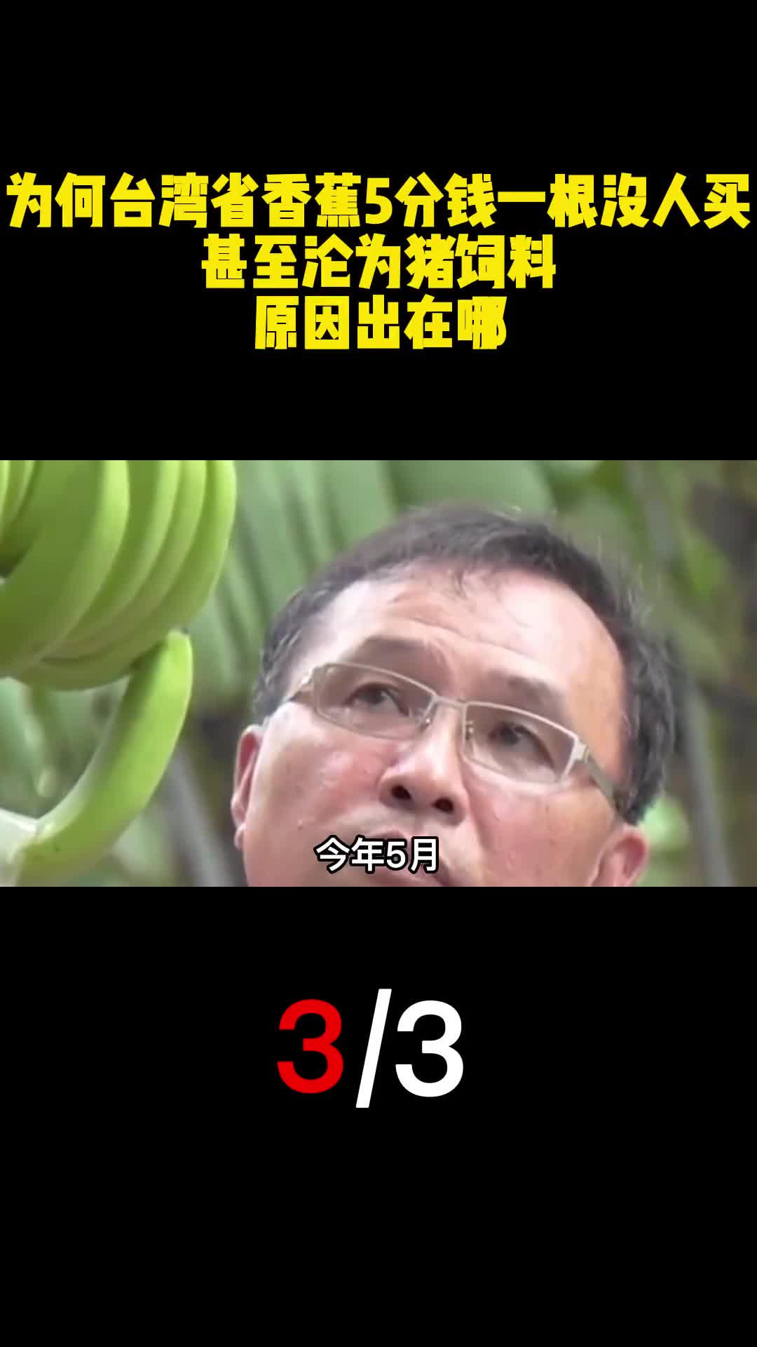 为何台湾省香蕉5分钱一根没人买甚至沦为猪饲料原因出在哪3