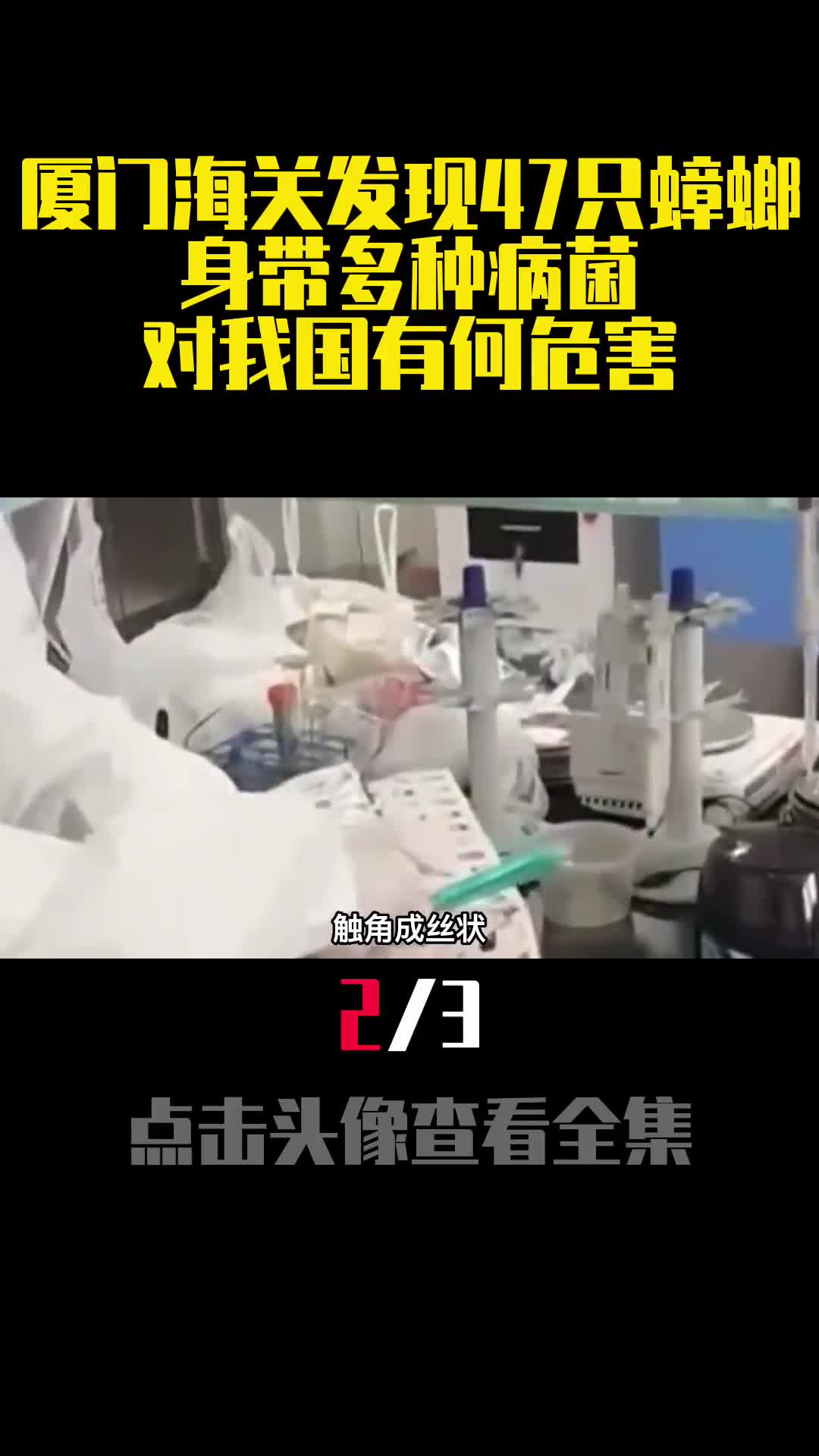 厦门海关发现47只蟑螂身带多种病菌对我国有何危害2