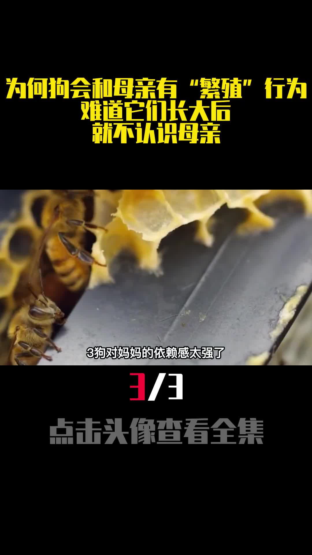 为何狗会和母亲有繁殖行为难道它们长大后就不认识母亲3