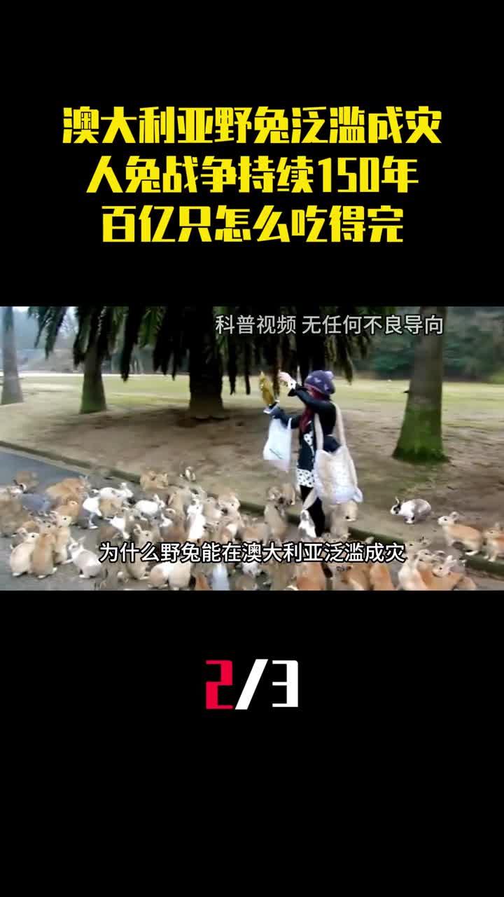 澳大利亚野兔泛滥成灾人兔战争持续150年百亿只怎么吃得完2