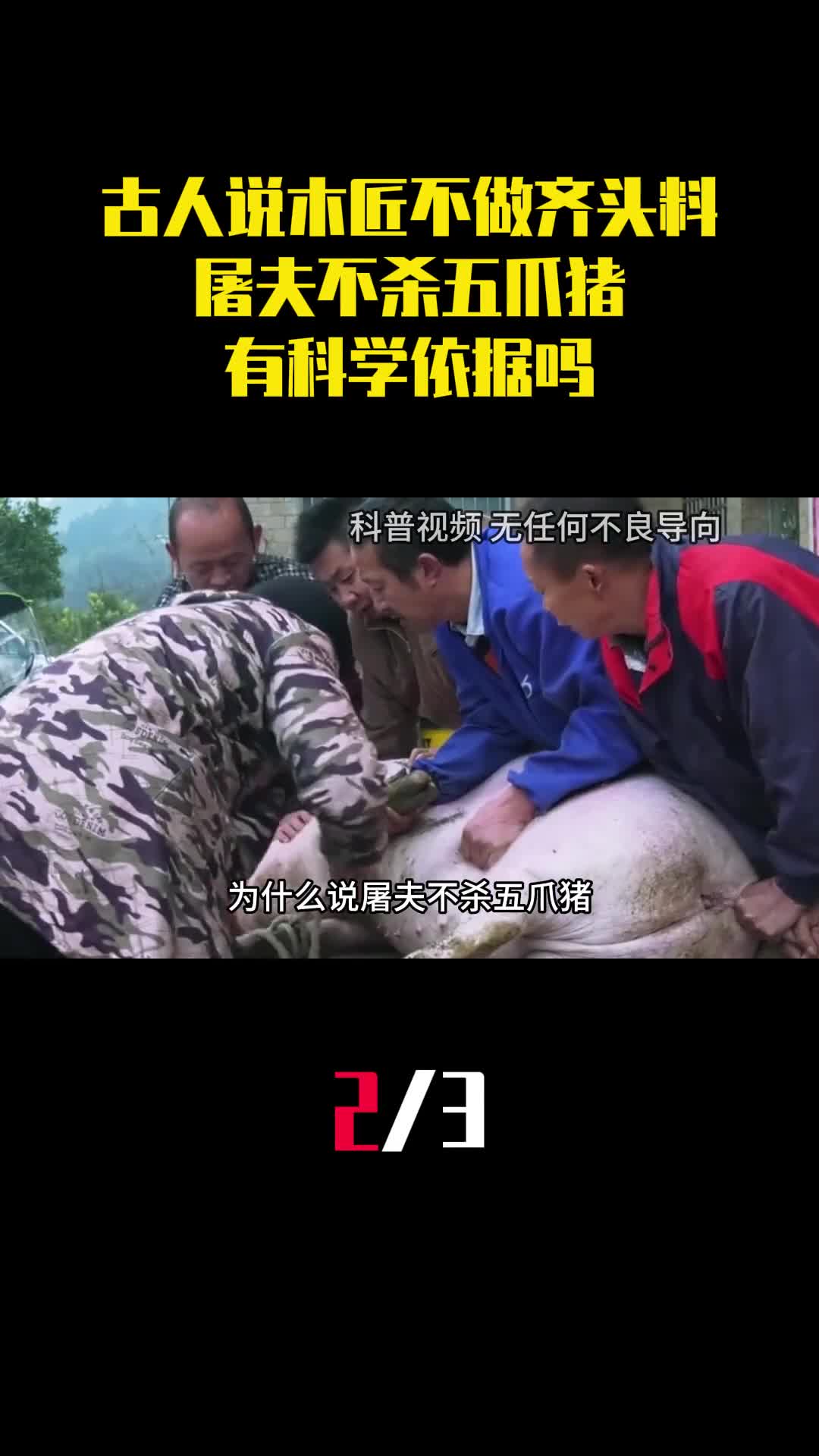 古人说木匠不做齐头料屠夫不杀五爪猪有科学依据吗2