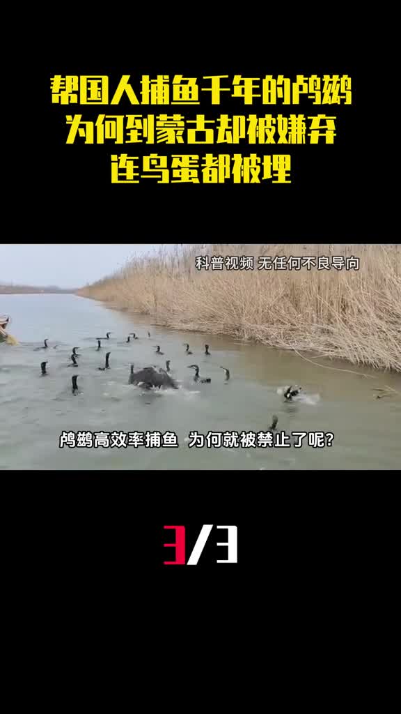 帮国人捕鱼千年的鸬鹚为何到蒙古却被追杀连鸟蛋都被埋3