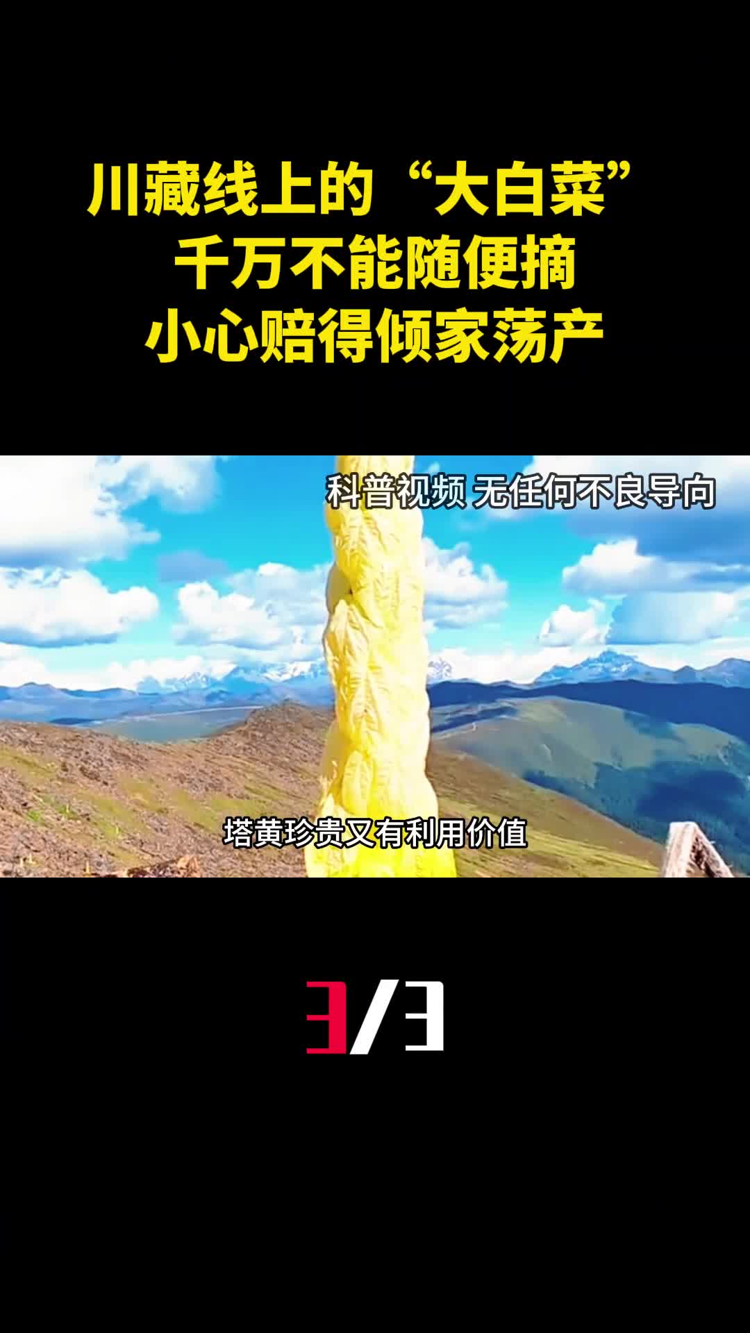 川藏线上的大白菜千万不能随便摘小心赔得倾家荡产3