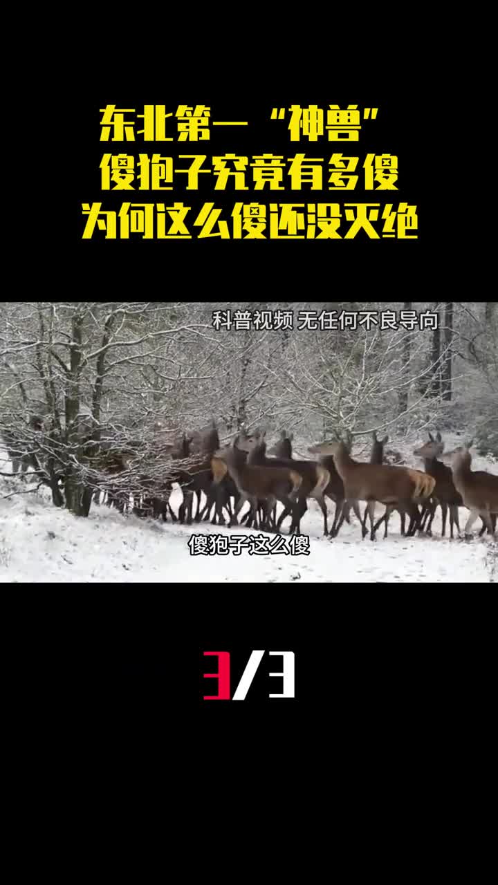 东北第一神兽傻狍子究竟有多傻为何这么傻还没灭绝3