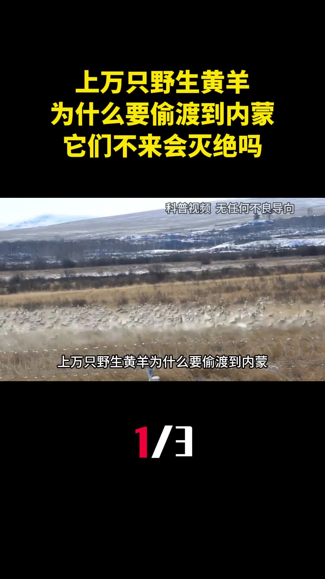 上万只野生黄羊为什么要偷渡到内蒙它们不来会灭绝吗1