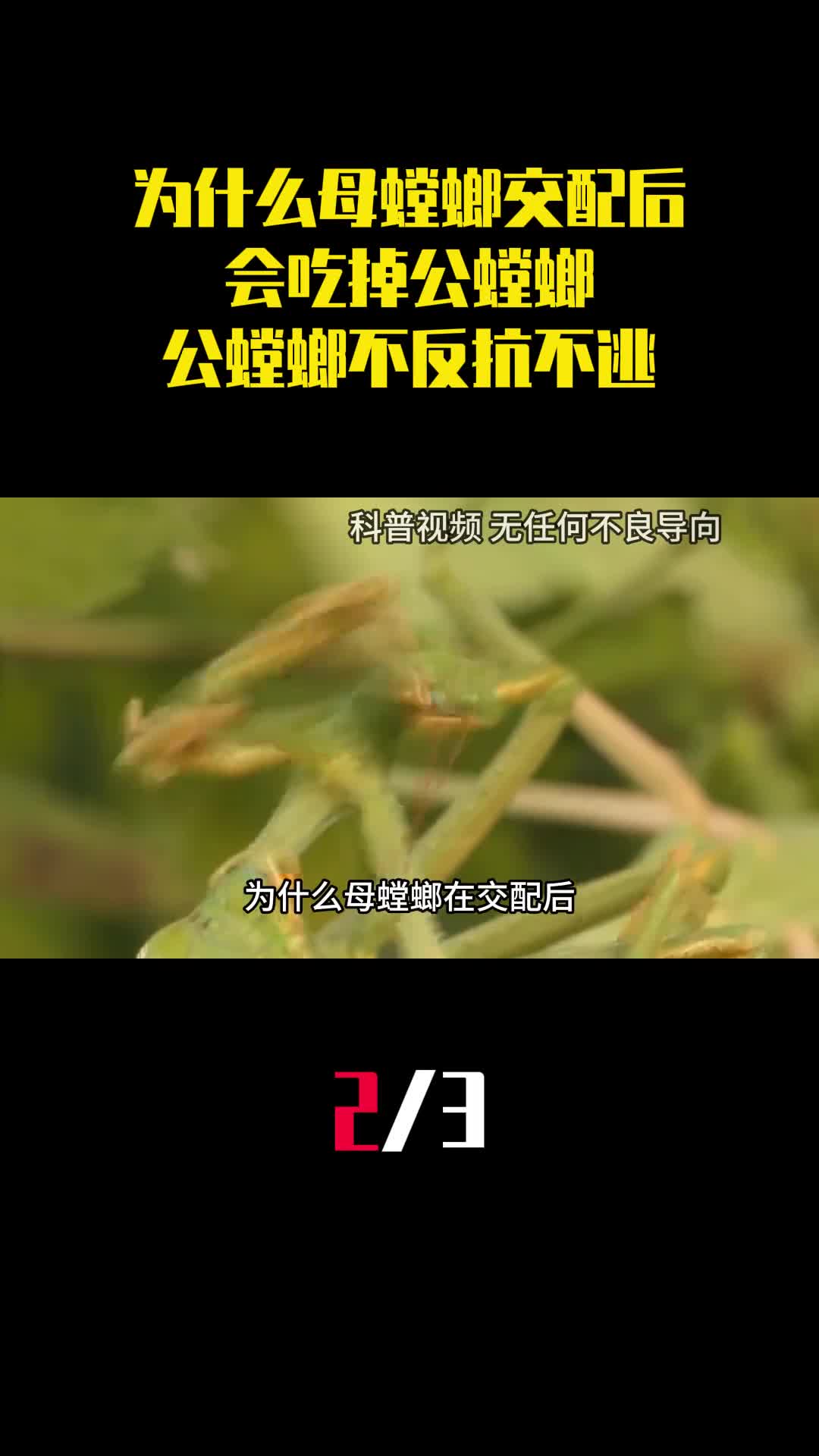 为什么母螳螂交配后会吃掉公螳螂而公螳螂不反抗也不逃走2