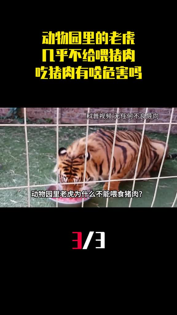 为什么动物园里的老虎几乎不给喂猪肉吃猪肉有啥危害吗3