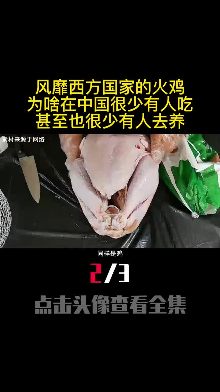 风靡西方国家的火鸡为啥在中国很少有人吃甚至也很少有人去养2