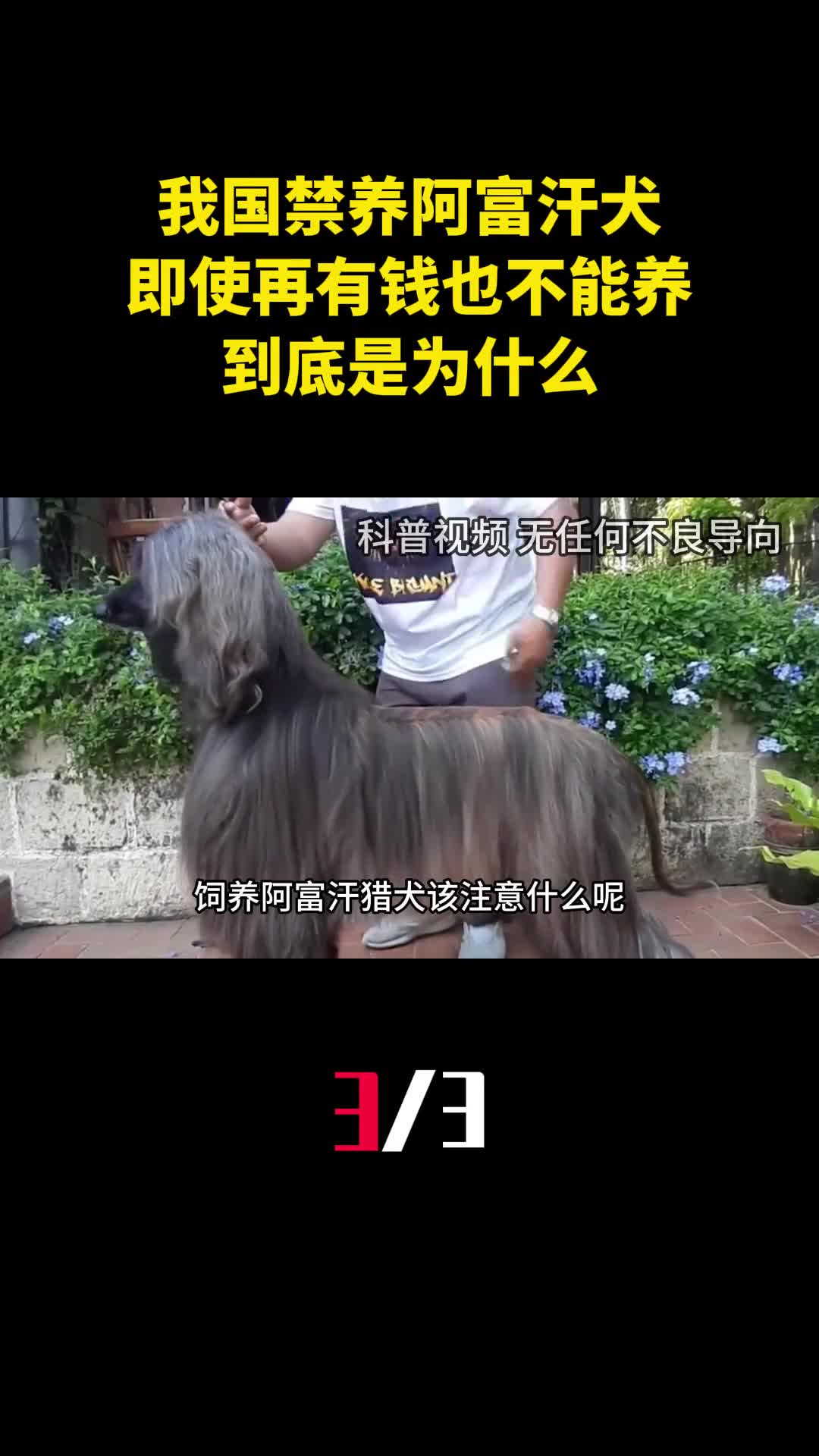 我国禁养阿富汗犬即使再有钱也不能养到底是为什么3