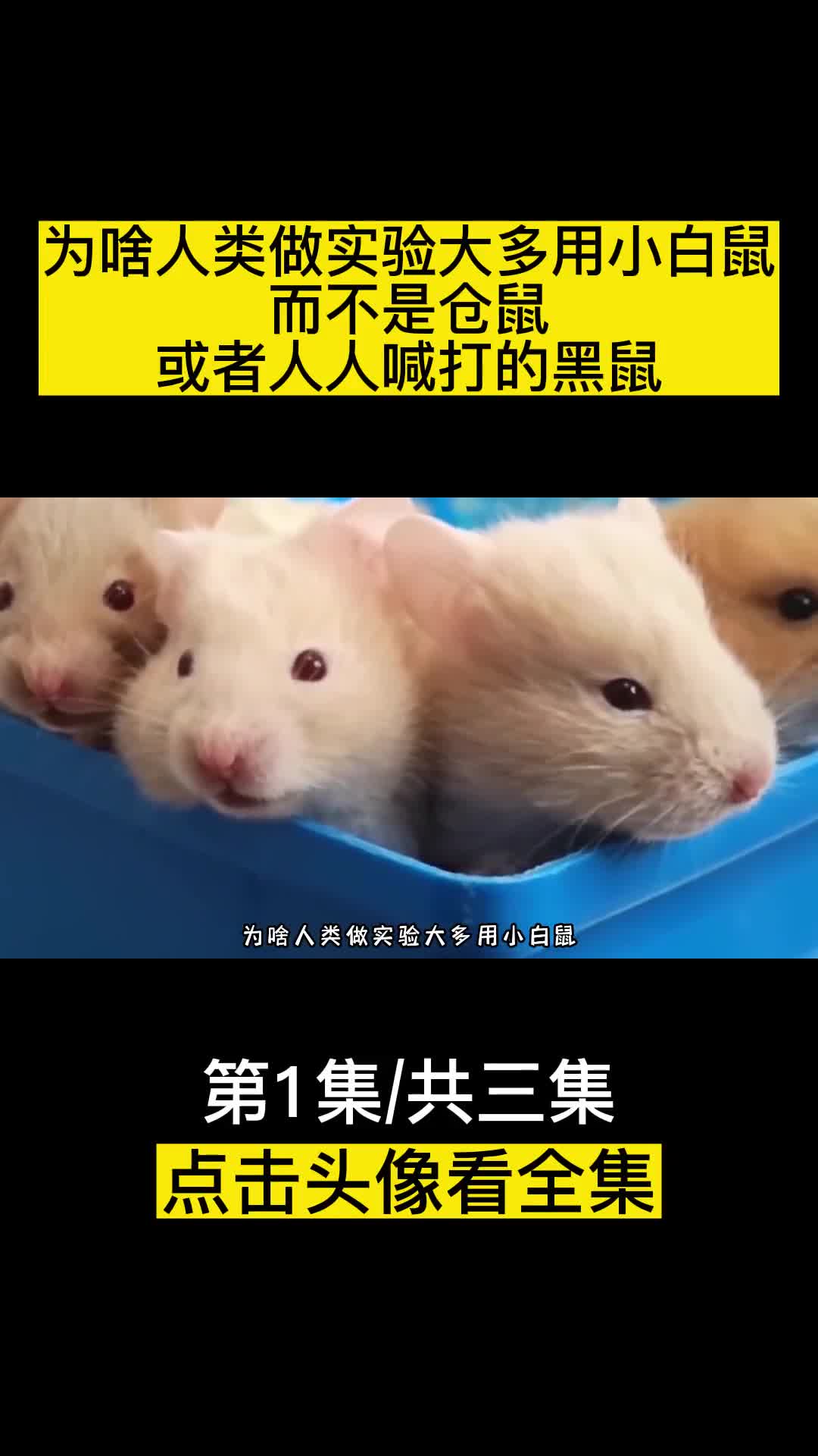 为啥人类做实验大多用小白鼠而不是仓鼠或者人人喊打的黑鼠