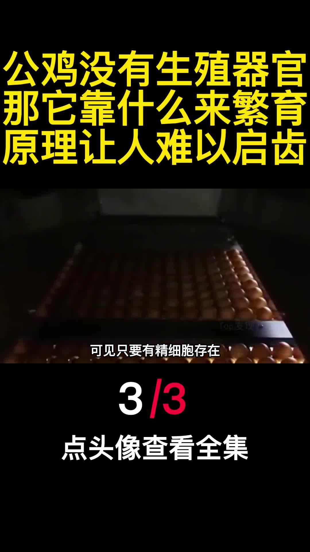 公鸡没有生殖器官那它靠什么来繁育原理让人难以启齿3