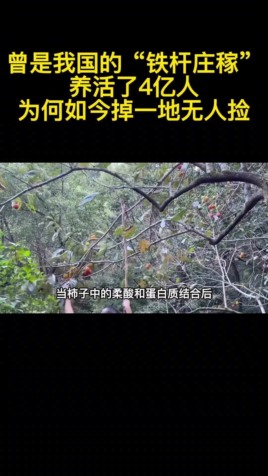 曾是我国的铁杆庄稼养活了4亿人为何如今掉一地无人捡3