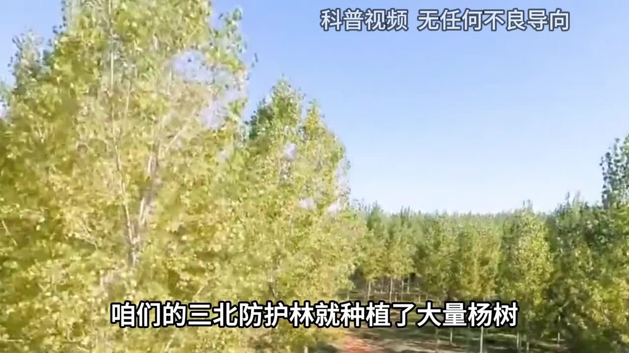 杨树的危害到底有多大曾经大量引进种植如今为何不种了2