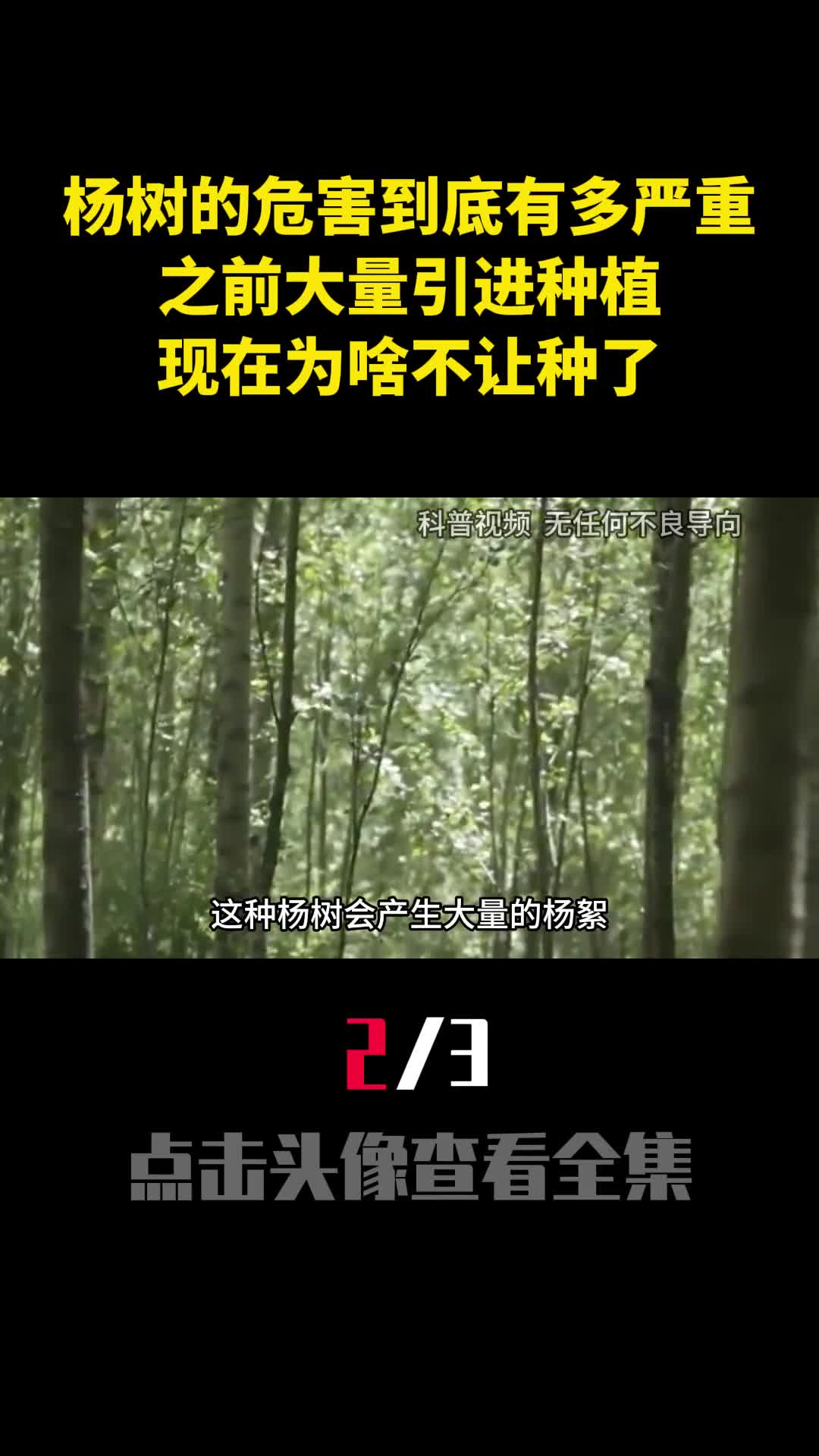 杨树的危害到底有多严重之前大量引进种植现在为啥不让种了2