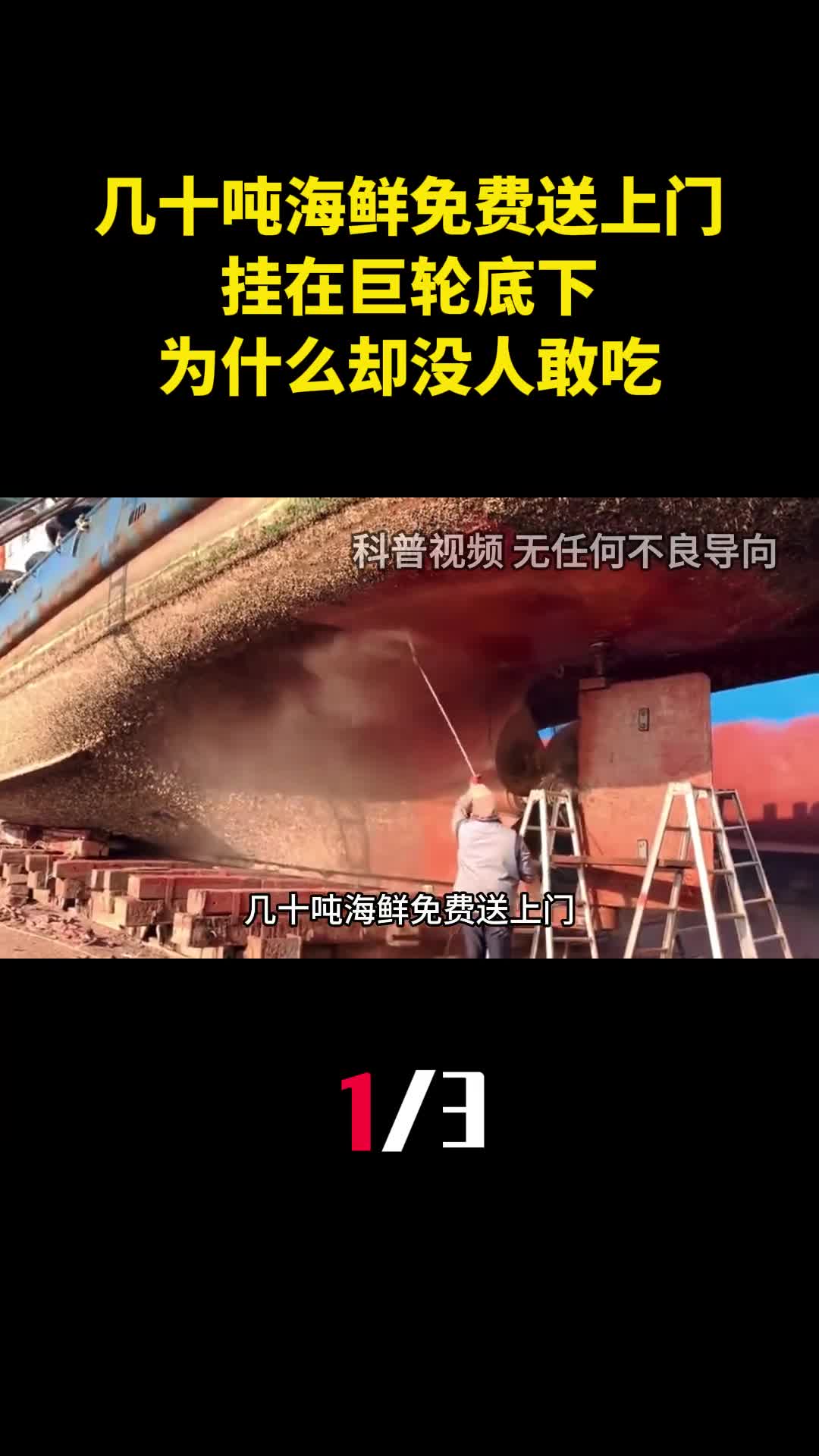 几十吨海鲜免费送上门挂在巨轮底下为什么却没人敢吃1
