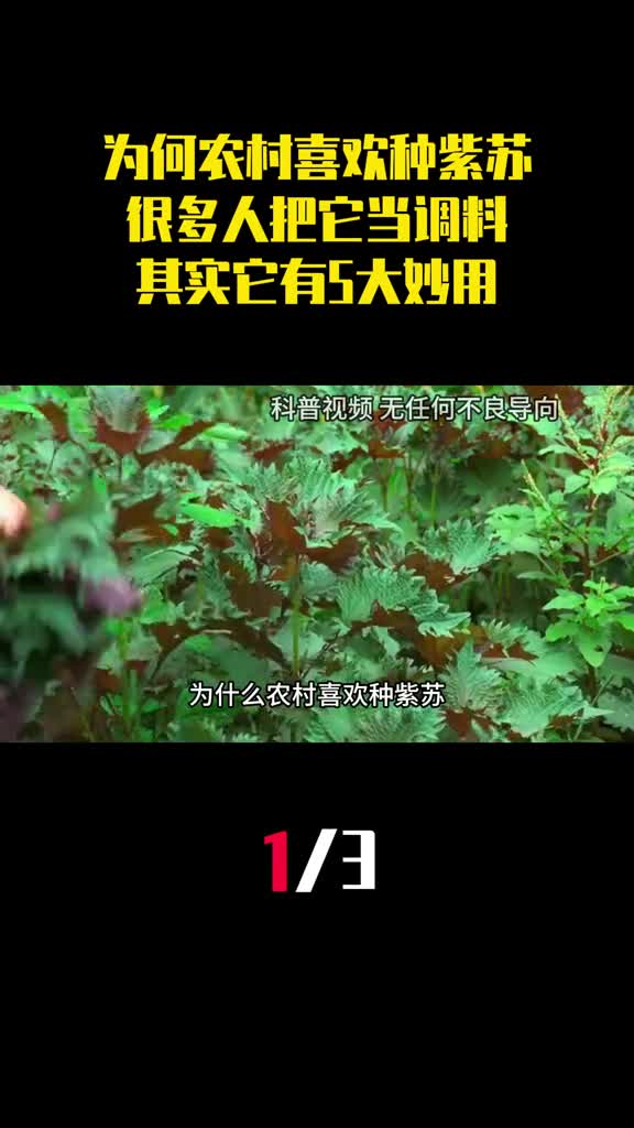 为什么农村喜欢种紫苏很多人把它当调料其实它有5大妙用1