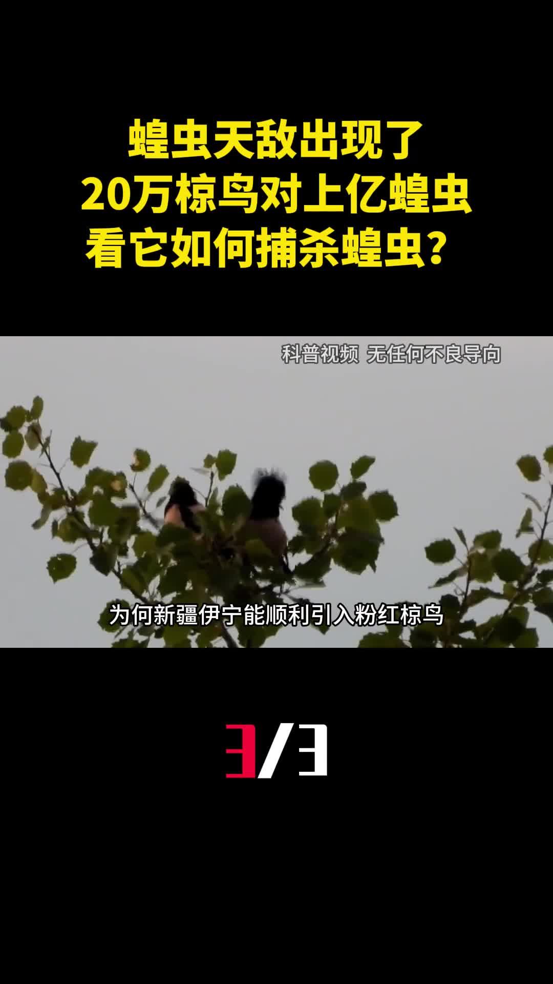 蝗虫天敌出现了20万椋鸟对战上亿只蝗虫看它如何捕杀蝗虫3