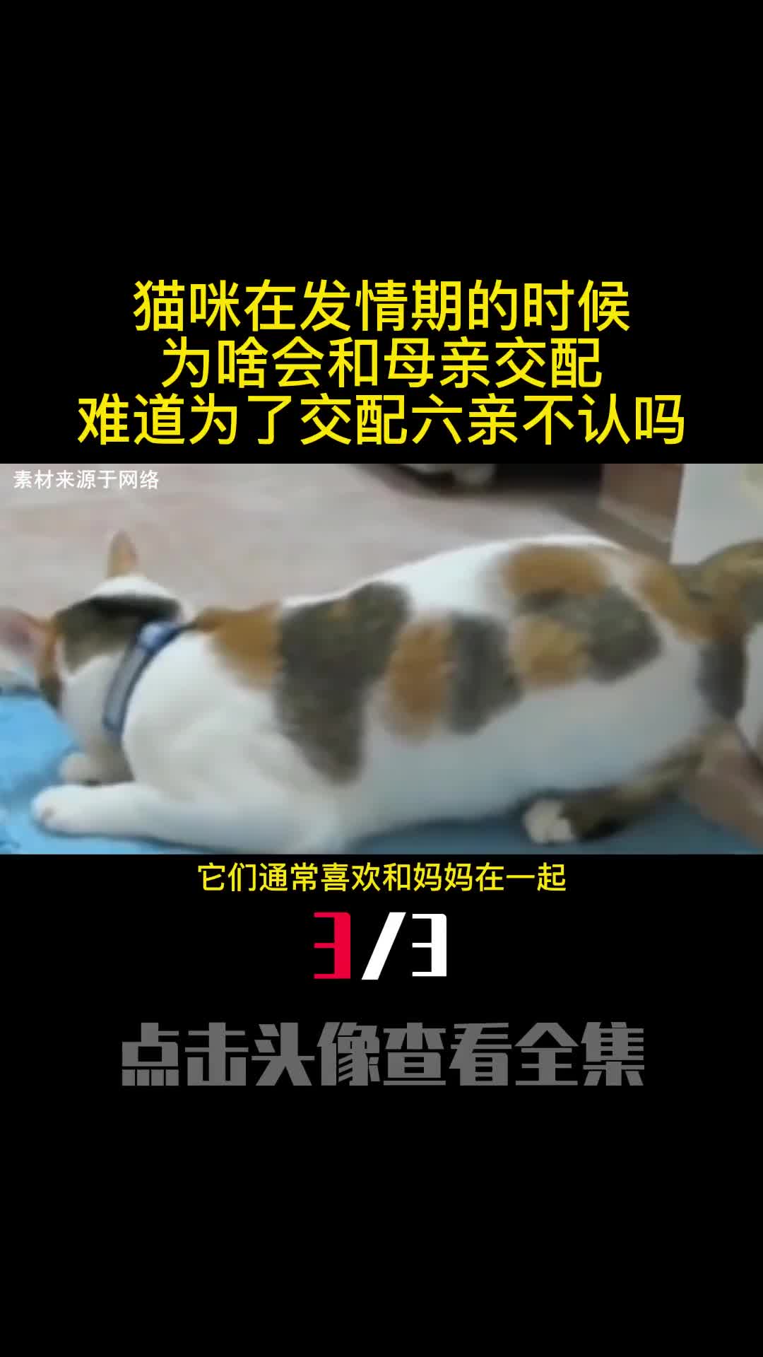 猫咪在发情期的时候为啥会和母亲交配难道为了交配六亲不认吗3