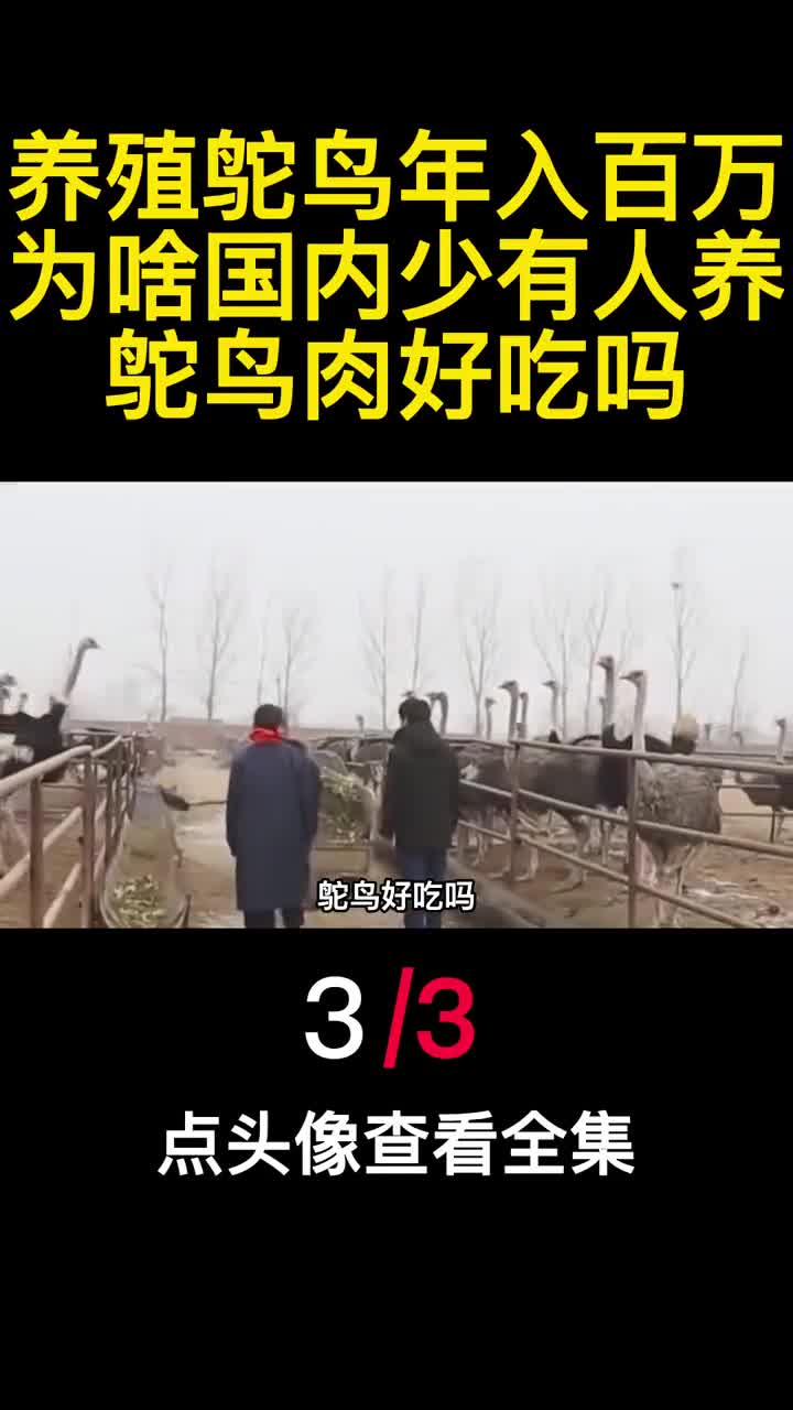 养殖鸵鸟年入百万为啥国内少有人养鸵鸟肉好吃吗3