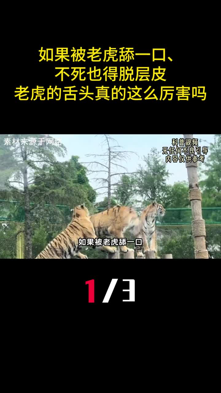 如果被老虎舔一口不死也得脱成皮老虎的舌头真的这么厉害吗1
