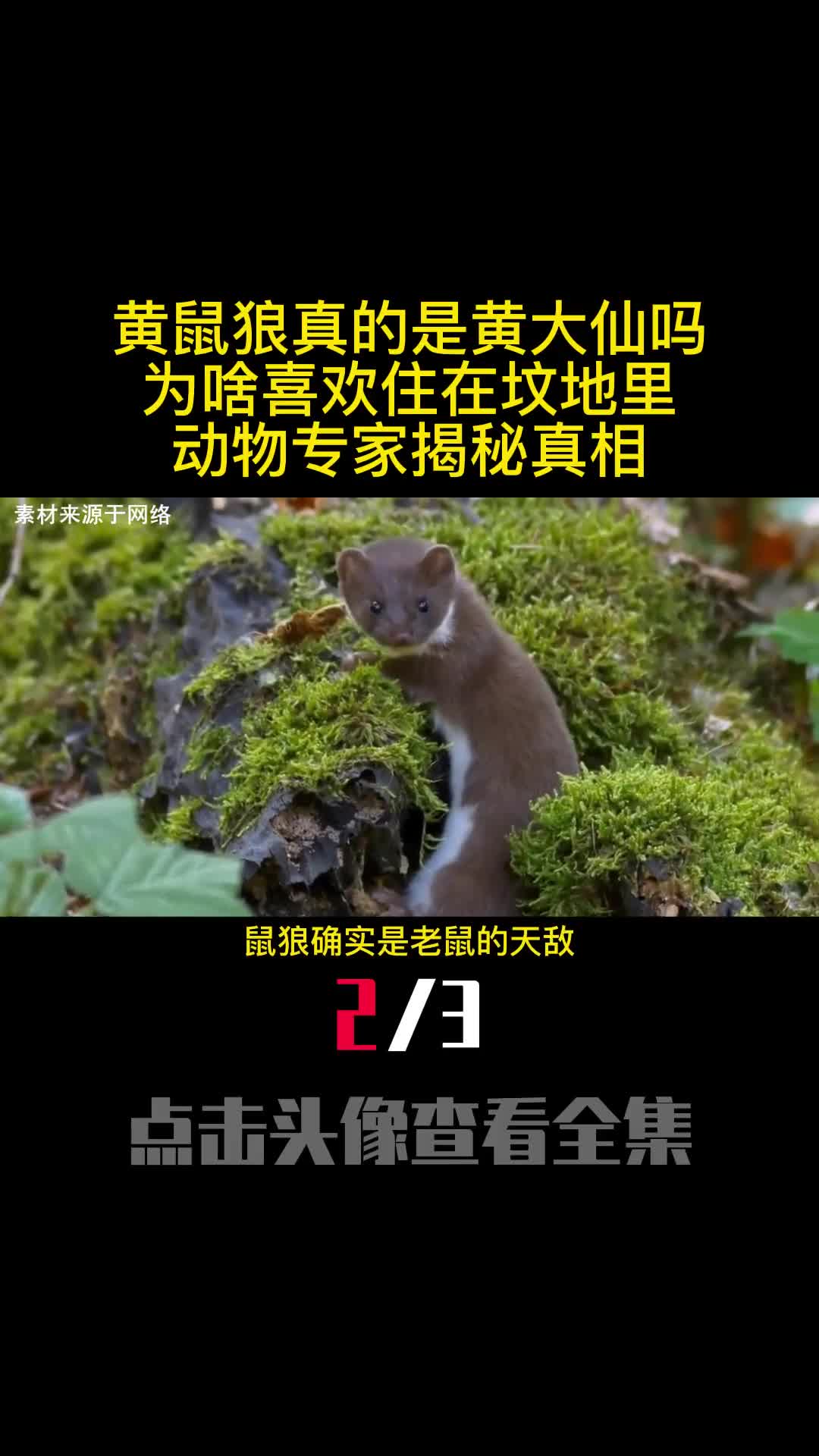 黄鼠狼真的是黄大仙吗为啥喜欢住在坟地里动物专家揭秘真相2
