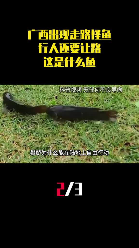 广西出现排队走路的怪鱼行人还要让路这是什么鱼2