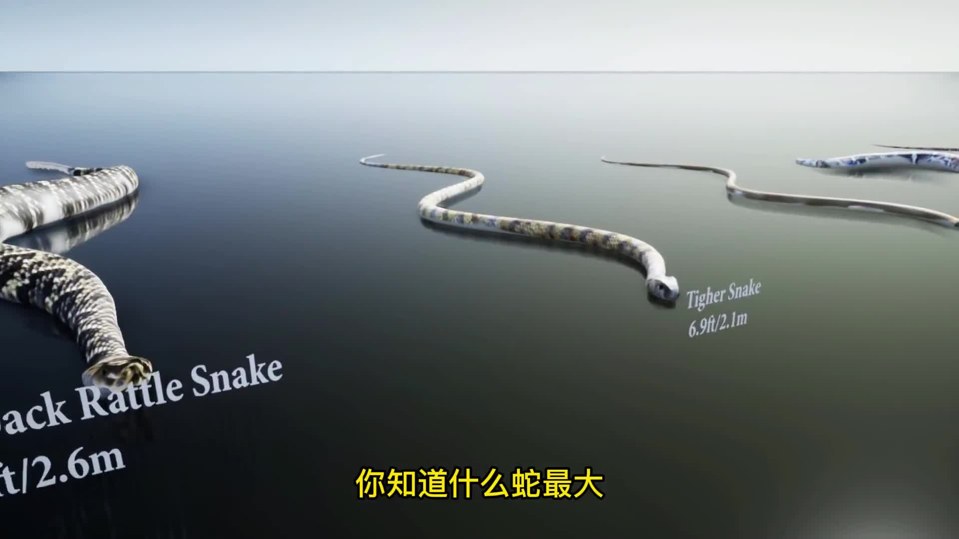 蛇的大小对比最后的比人还大二