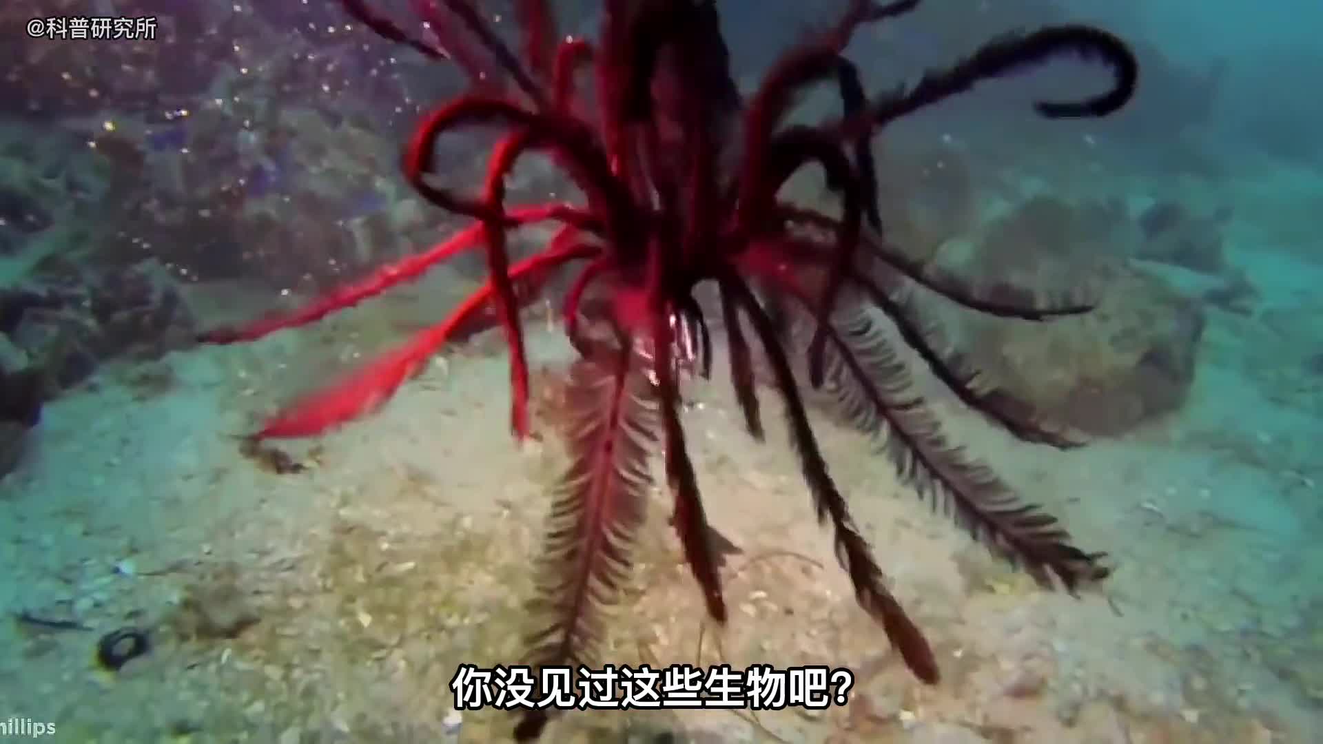 真实存在的十大奇怪生物最后一个无法理解一
