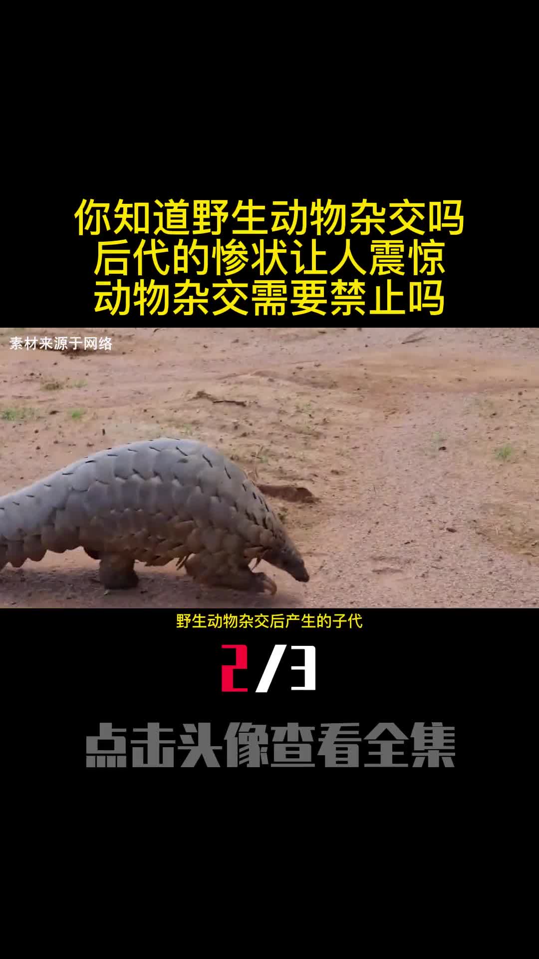 你知道野生动物杂交吗后代的惨状让人震惊动物杂交需要禁止吗2