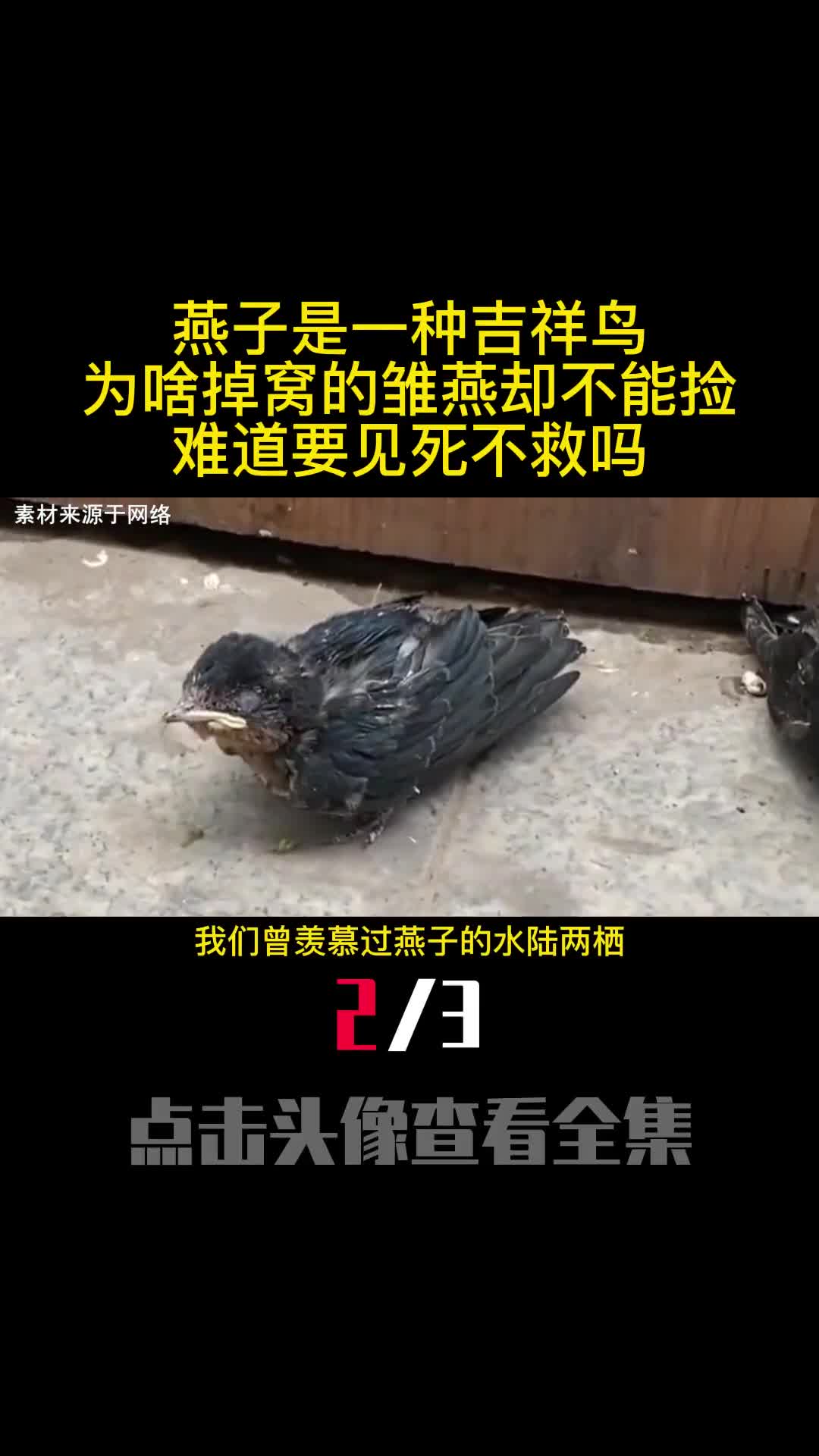 燕子是一种吉祥鸟为啥掉窝的雏燕却不能捡难道要见死不救吗2