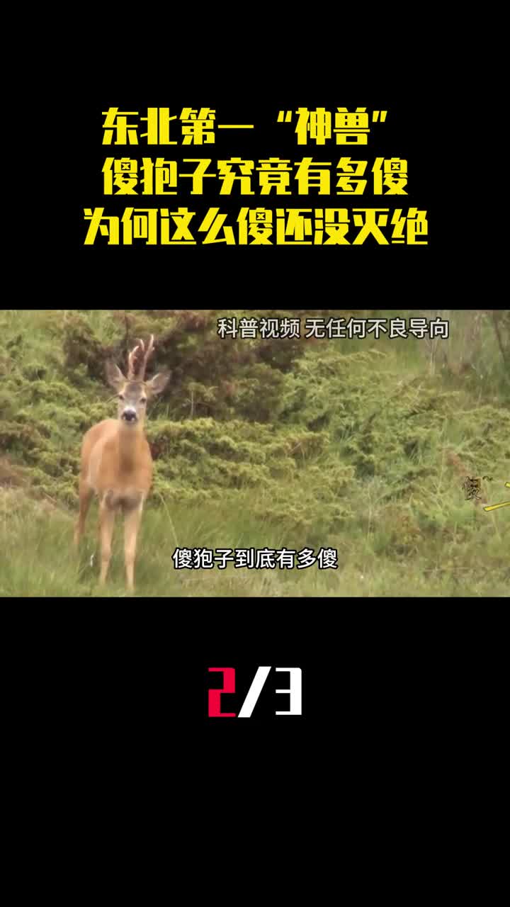 东北第一神兽傻狍子究竟有多傻为何这么傻还没灭绝2