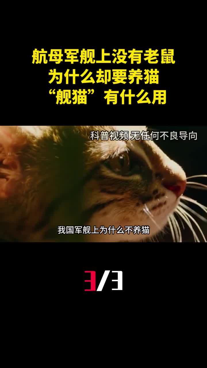 航母军舰上没有老鼠为什么却要养猫舰猫有什么用3