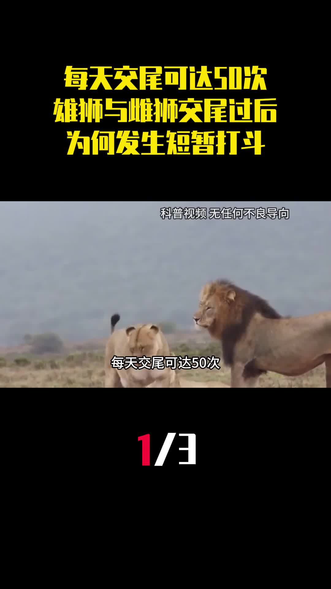 每天交尾可达50次为何雄狮与雌狮交尾过后还会发生短暂打斗1