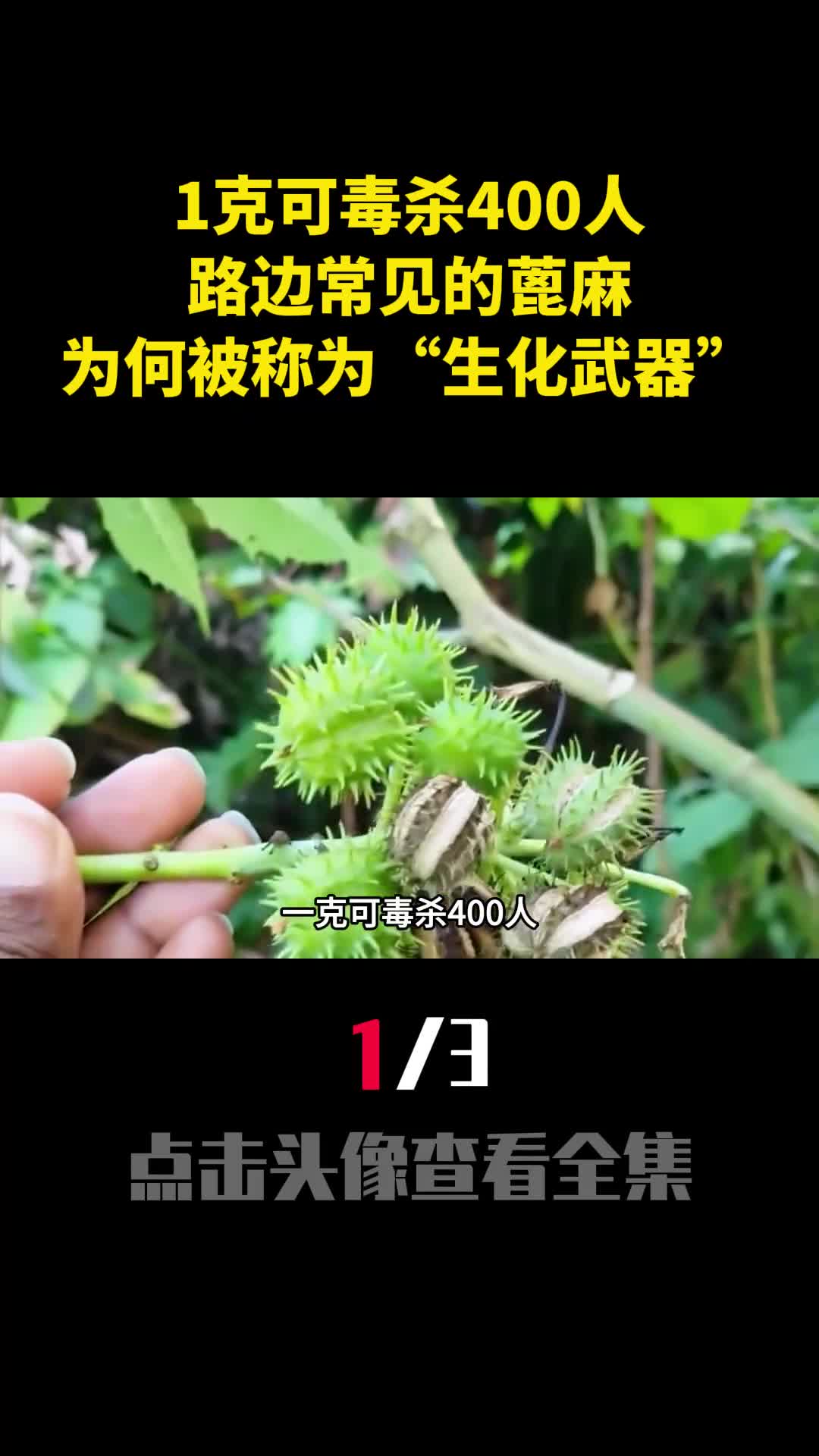 1克可毒杀400人路边常见的蓖麻为何被人称为生化武器1