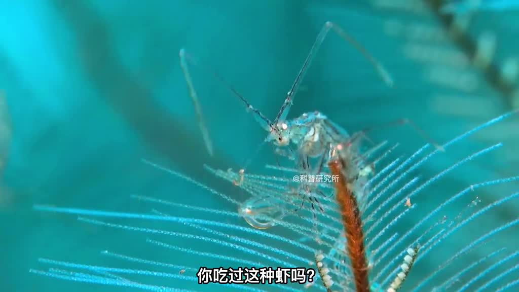 这种新型的虾你敢吃吗还有像龙头的鱼你知道是什么吗三
