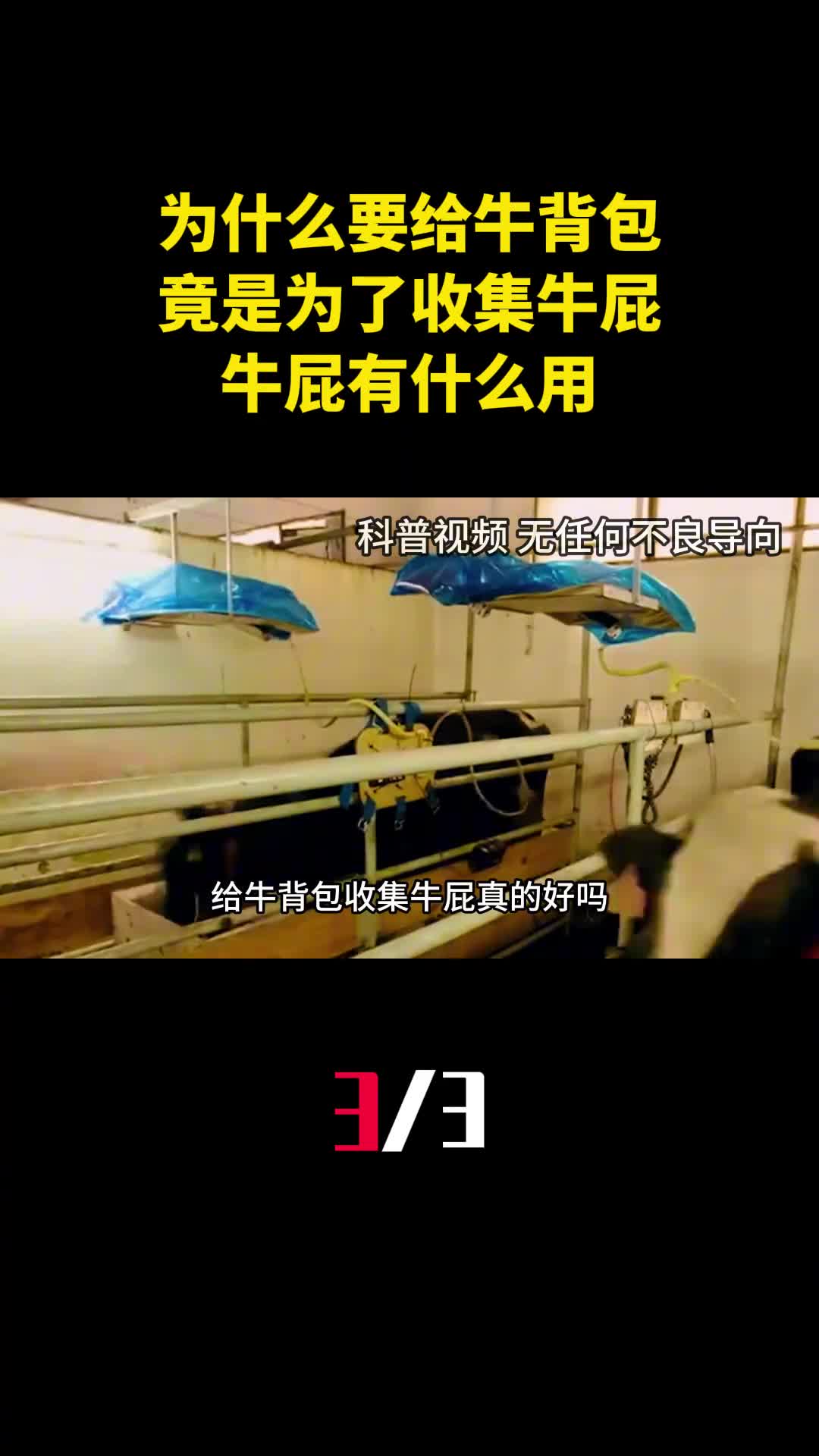 为什么要给牛背一个包竟是为了收集牛屁牛屁有什么用3