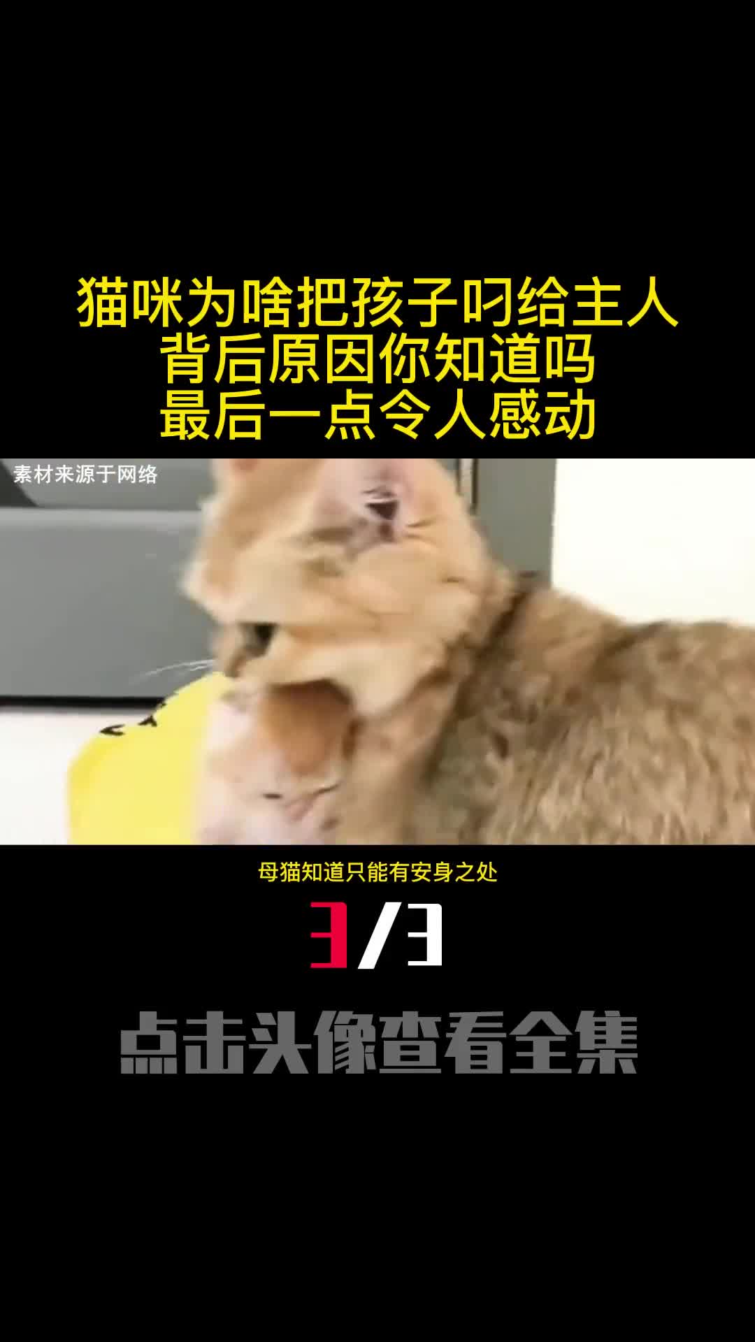 猫咪为啥把孩子叼给主人背后原因你知道吗最后一点令人感动3