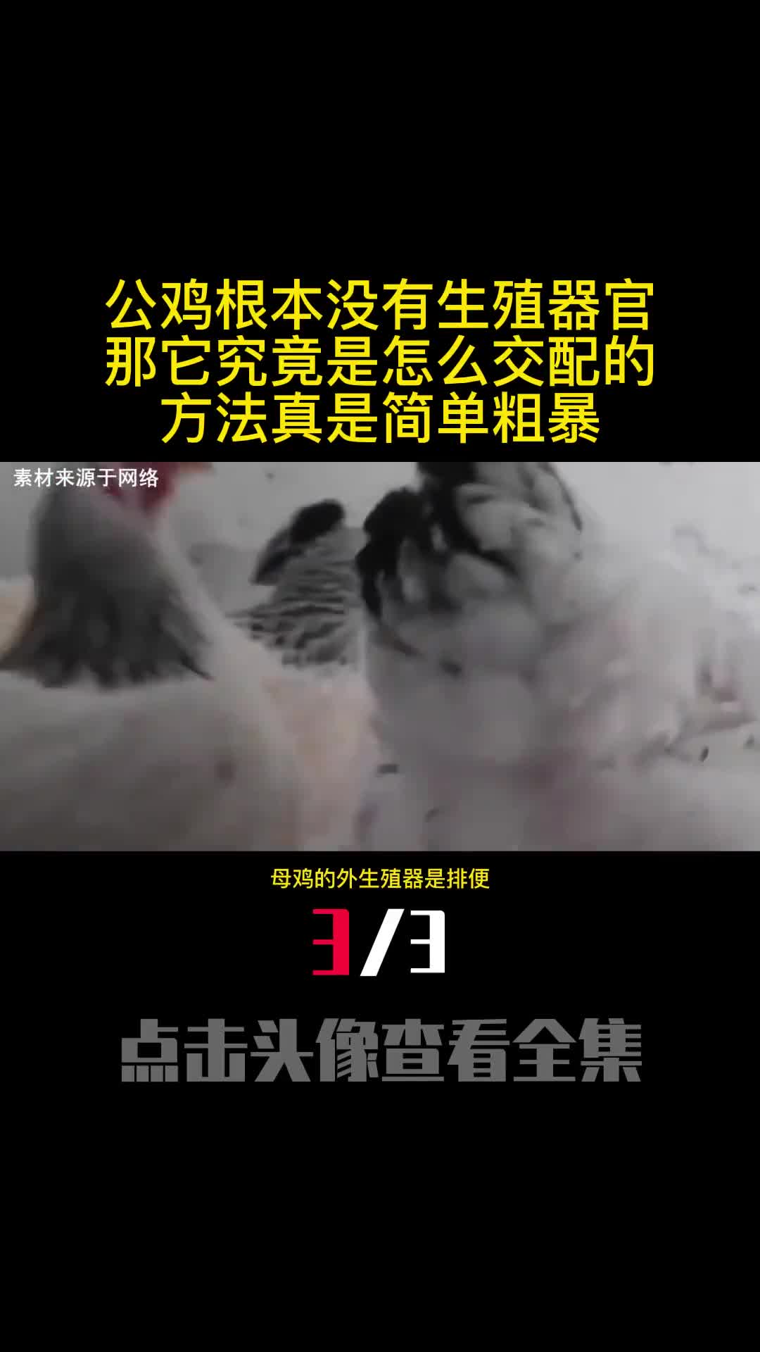 公鸡根本没有生殖器官那它究竟是怎么交配的方法真是简单粗暴3