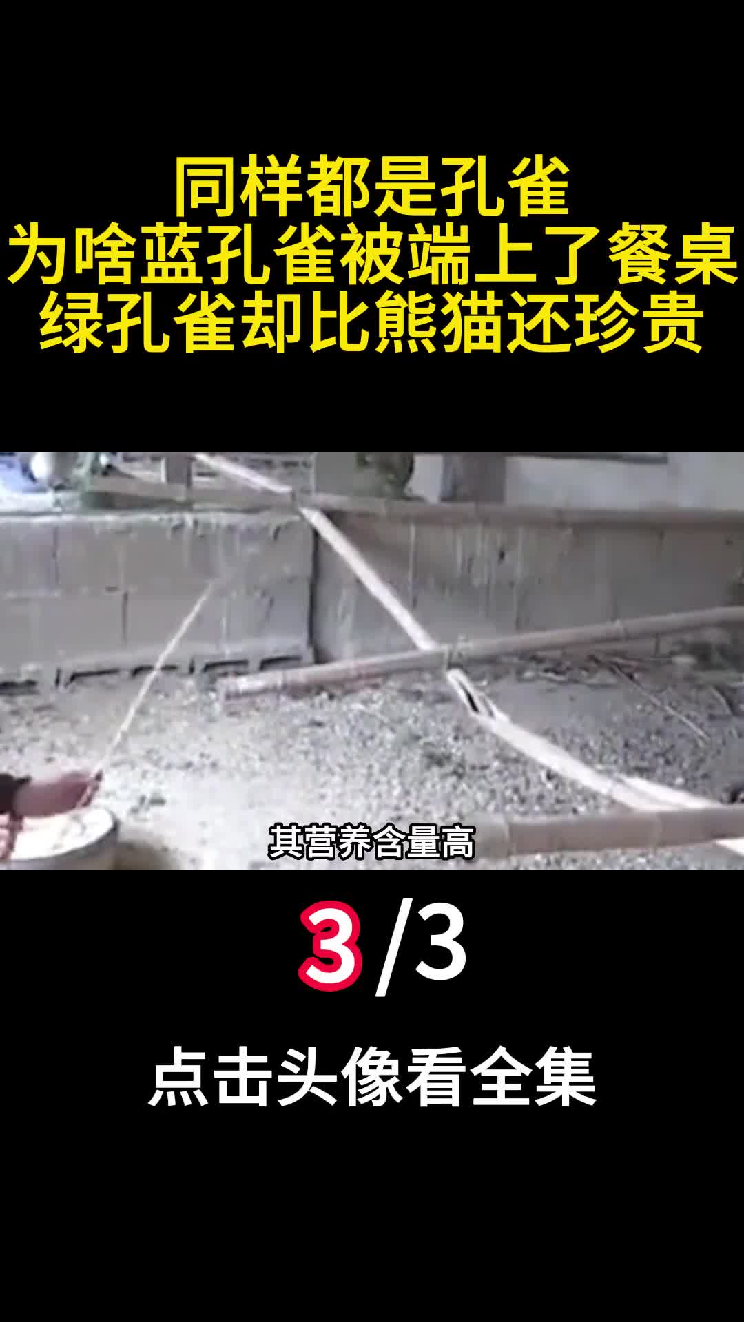 同样都是孔雀为啥蓝孔雀被端上了餐桌绿孔雀却比熊猫还珍贵3