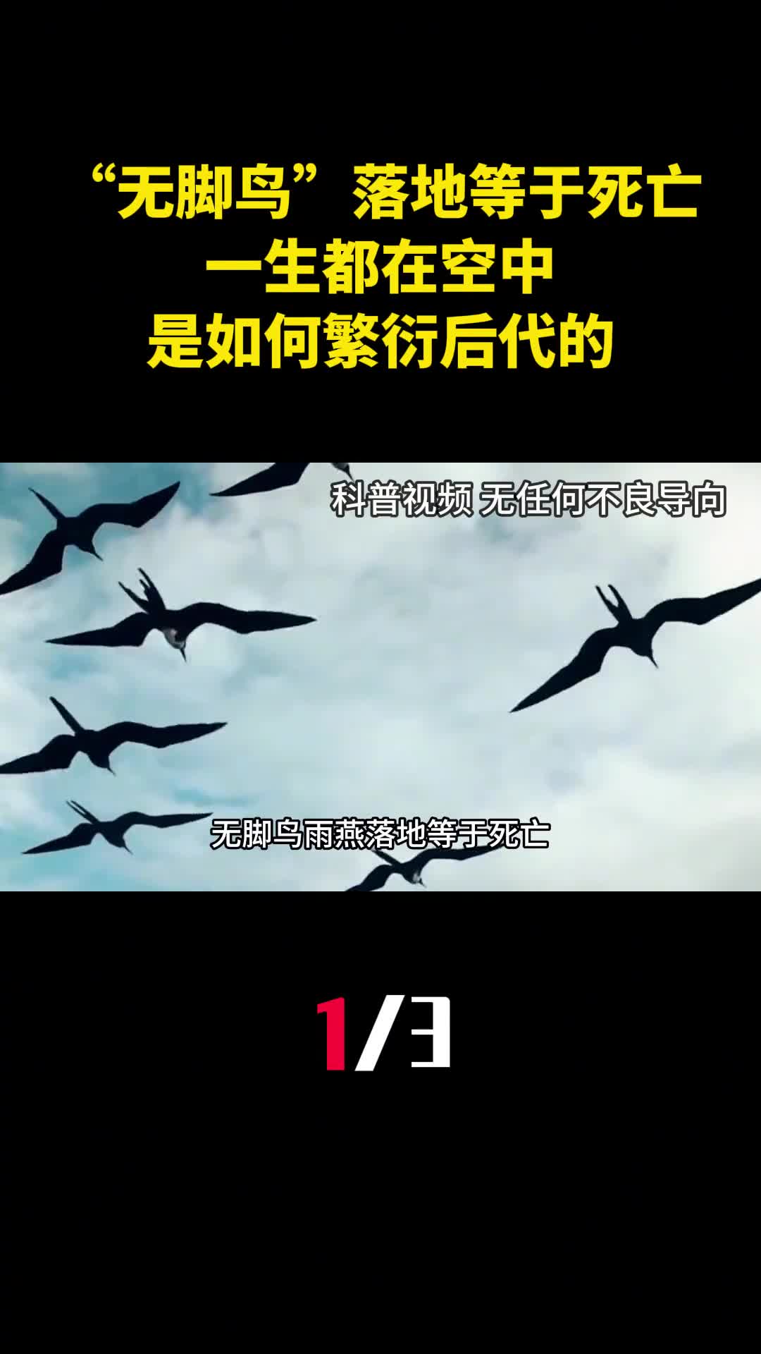 无脚鸟雨燕落地等于死亡一生都在空中是如何繁衍后代的1