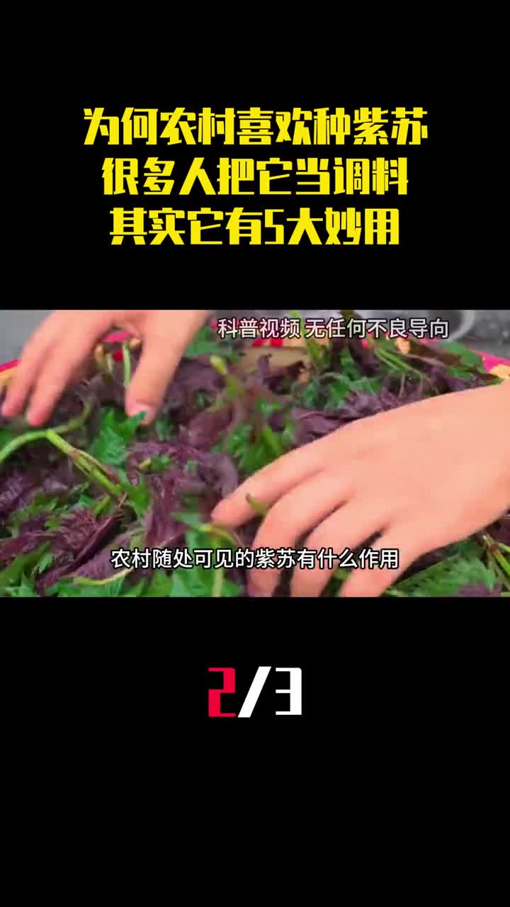 为什么农村喜欢种紫苏很多人把它当调料其实它有5大妙用2