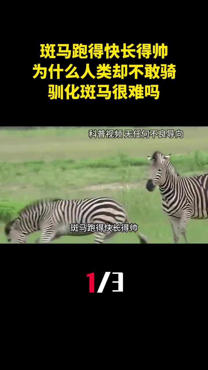 斑马跑得快长得帅为什么人类却不敢骑驯化斑马很难吗1