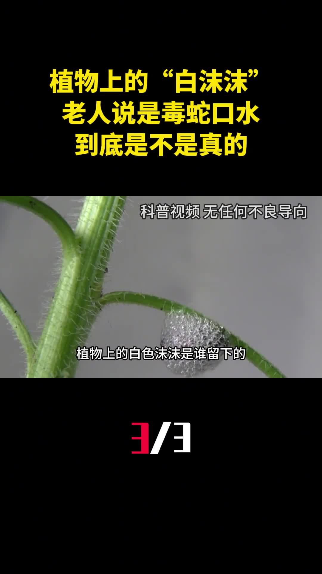 农村植物上的白色沫沫老人说是毒蛇口水到底是不是真的3